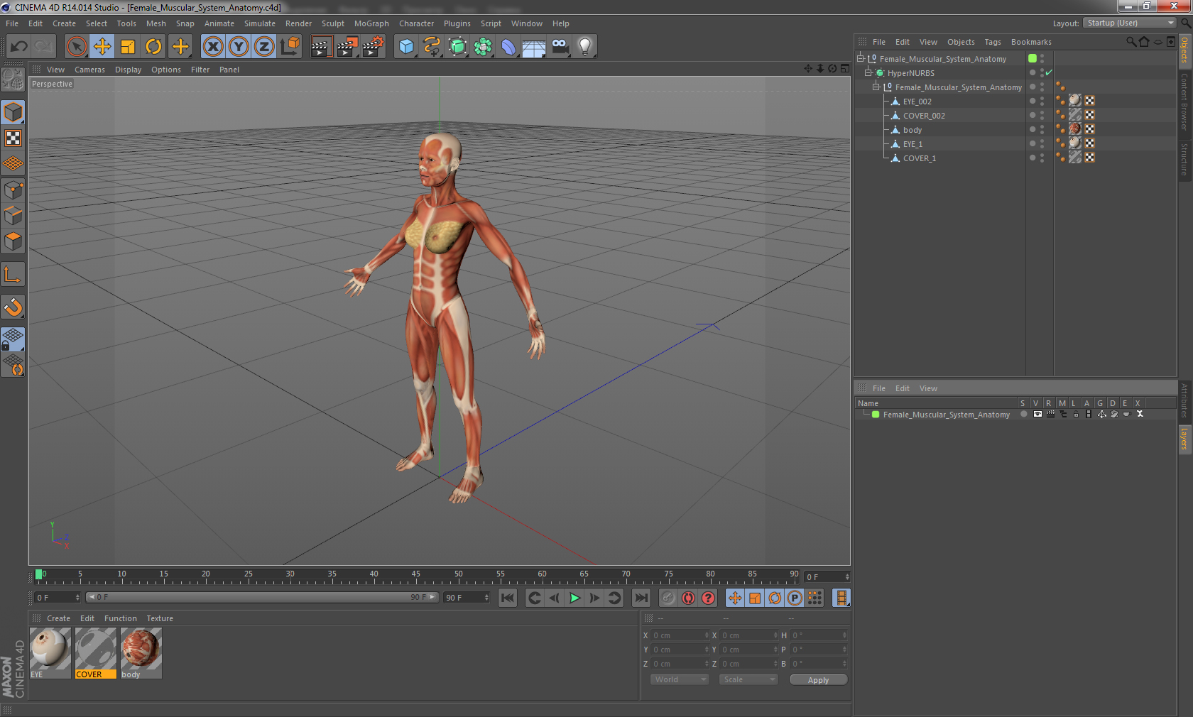 3D model Female Muscular System Anatomy