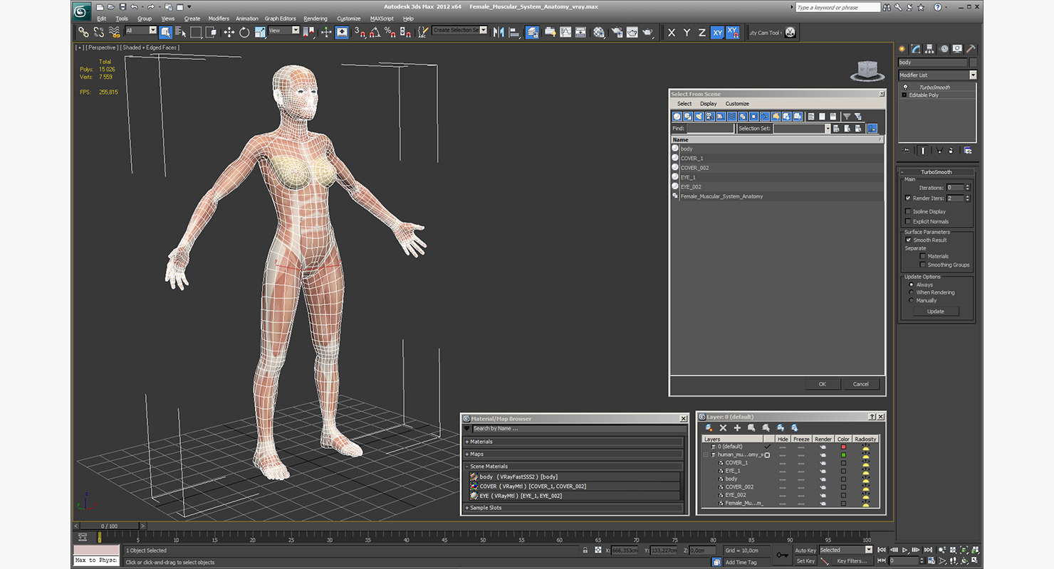 3D model Female Muscular System Anatomy