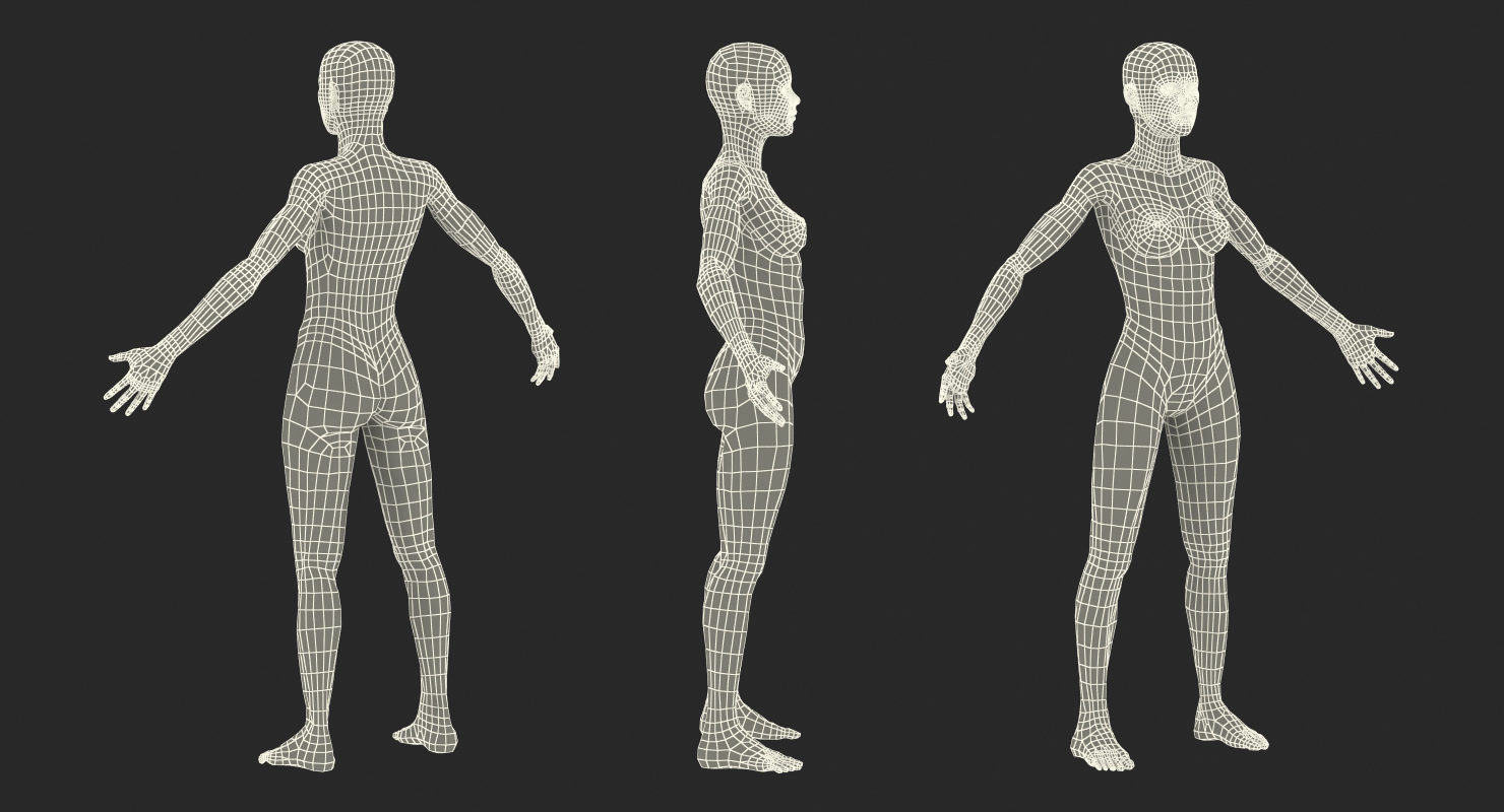 3D model Female Muscular System Anatomy