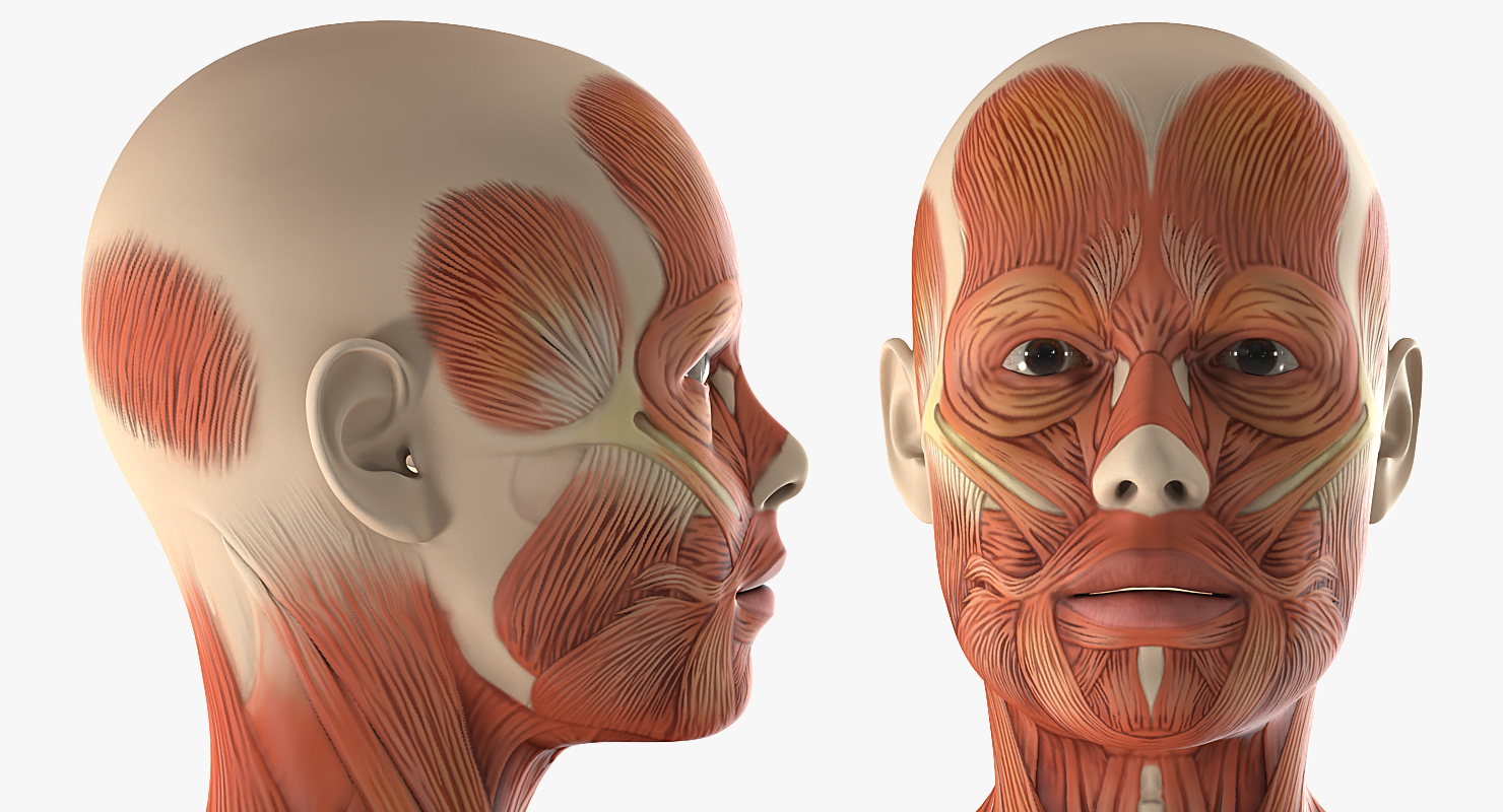 3D model Female Muscular System Anatomy