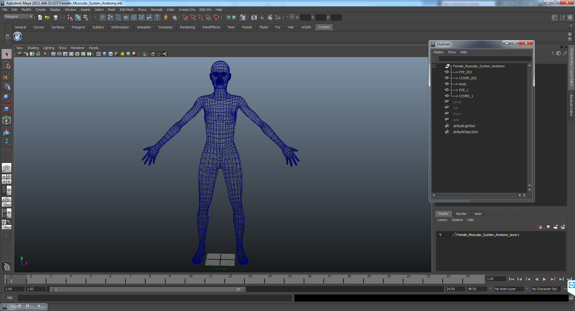 3D model Female Muscular System Anatomy