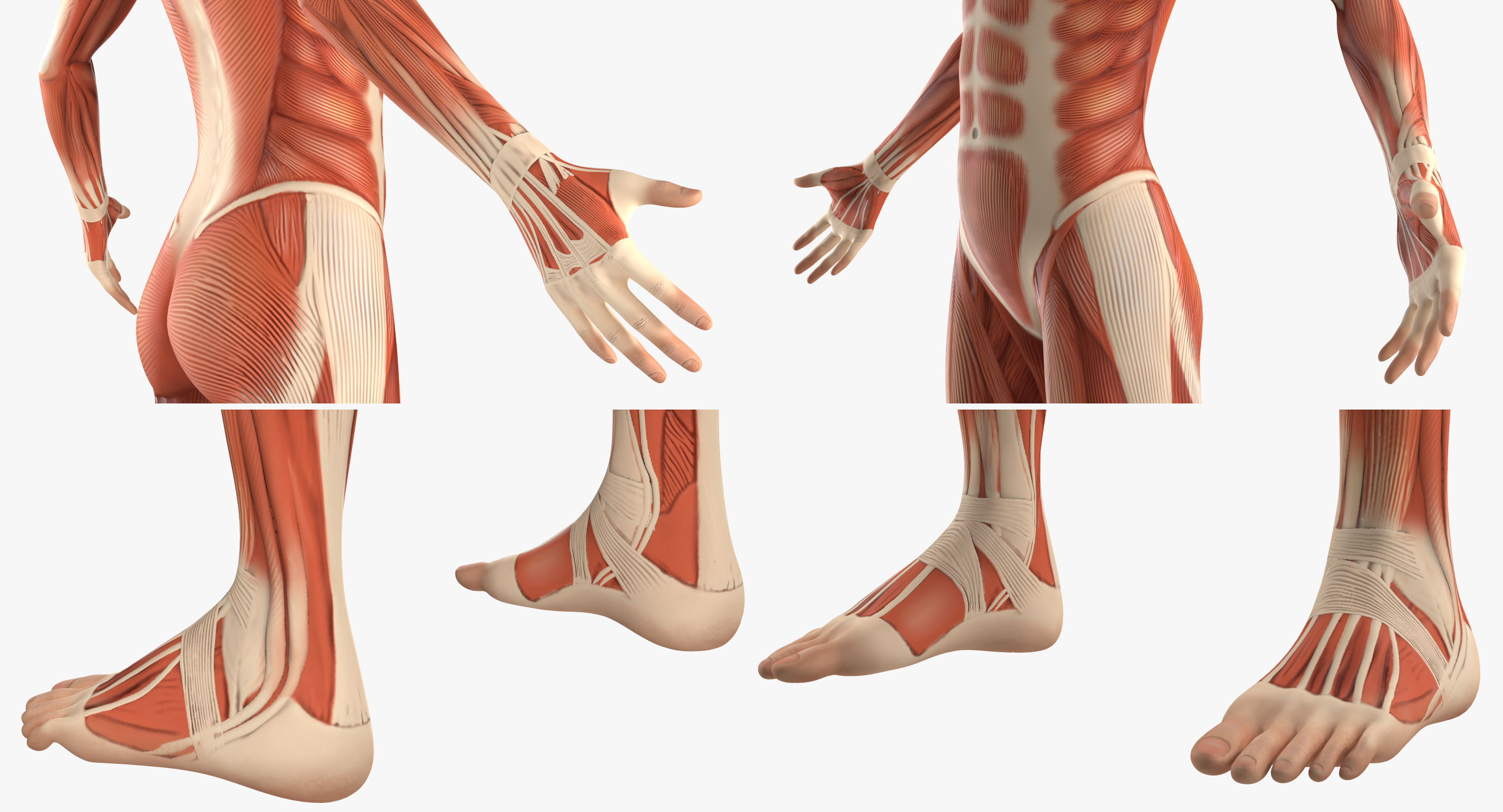 3D model Female Muscular System Anatomy