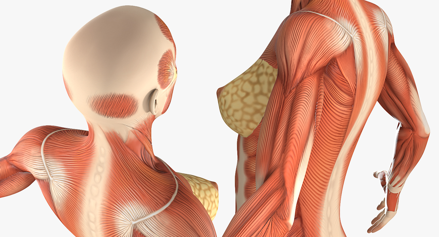 3D model Female Muscular System Anatomy