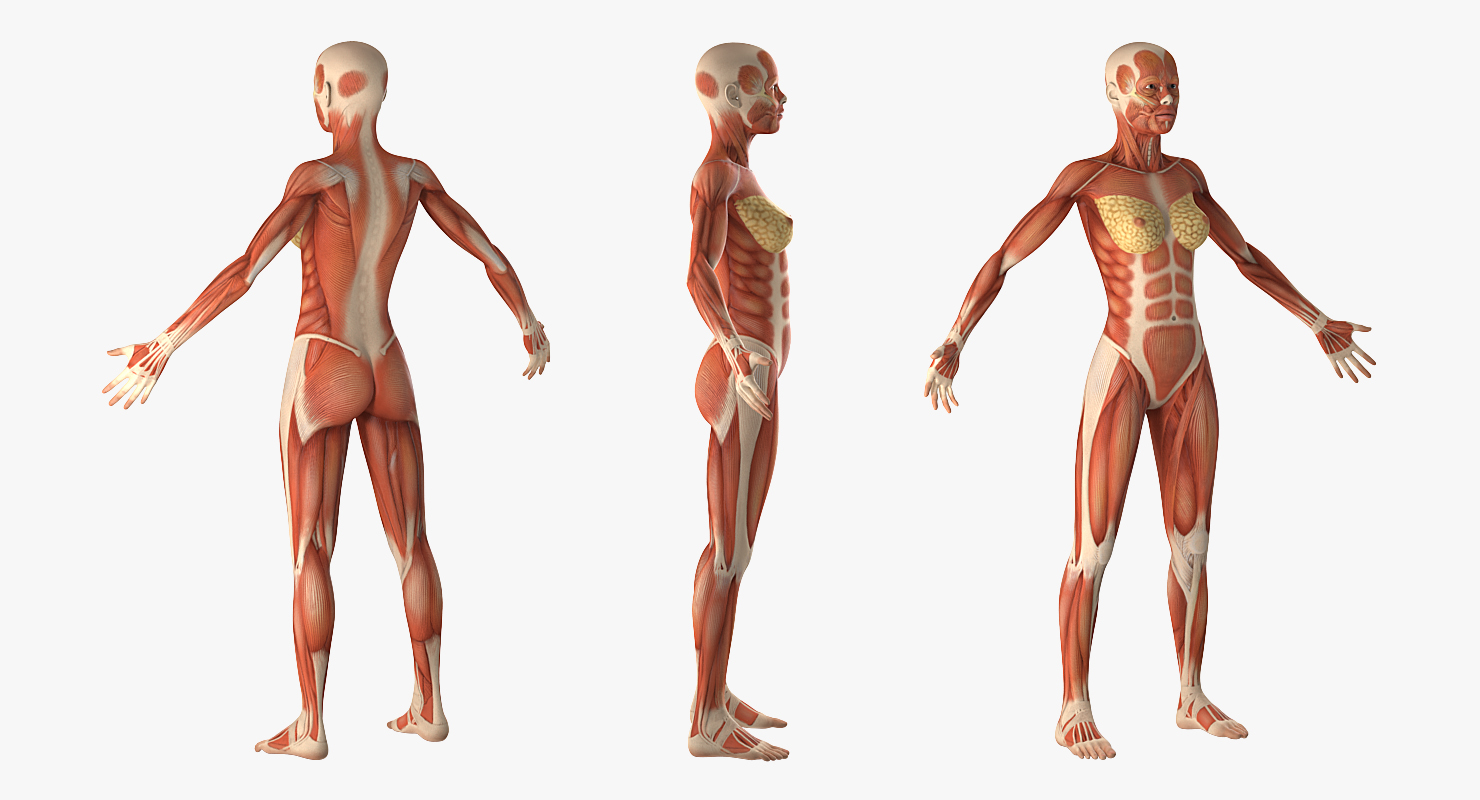 3D model Female Muscular System Anatomy