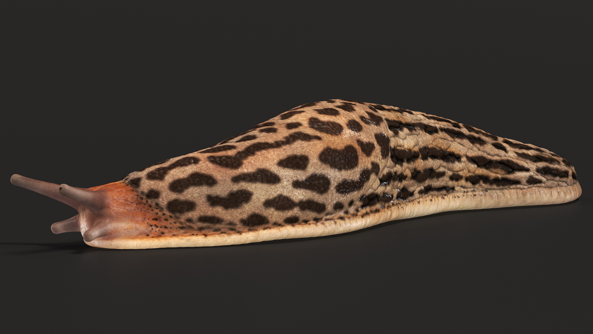 3D Great Grey Slug Lying