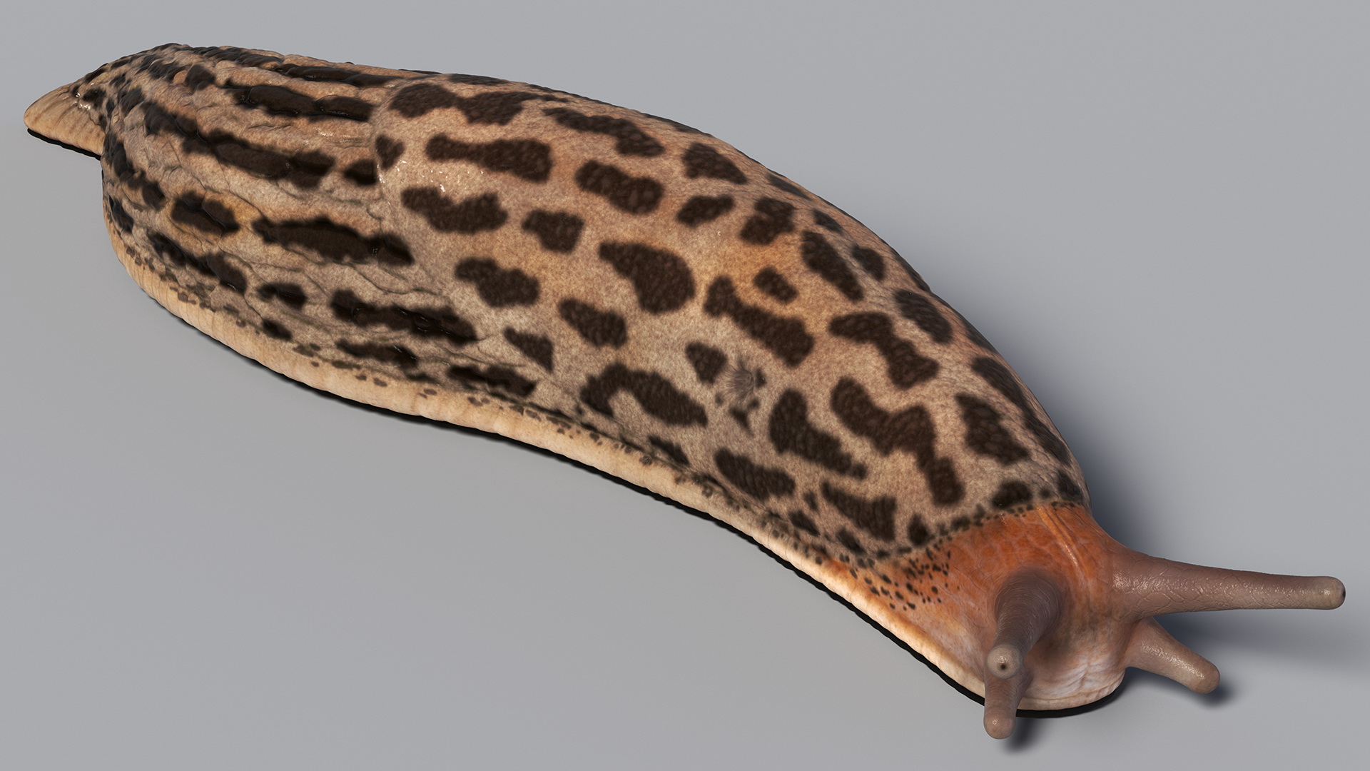 3D Great Grey Slug Lying