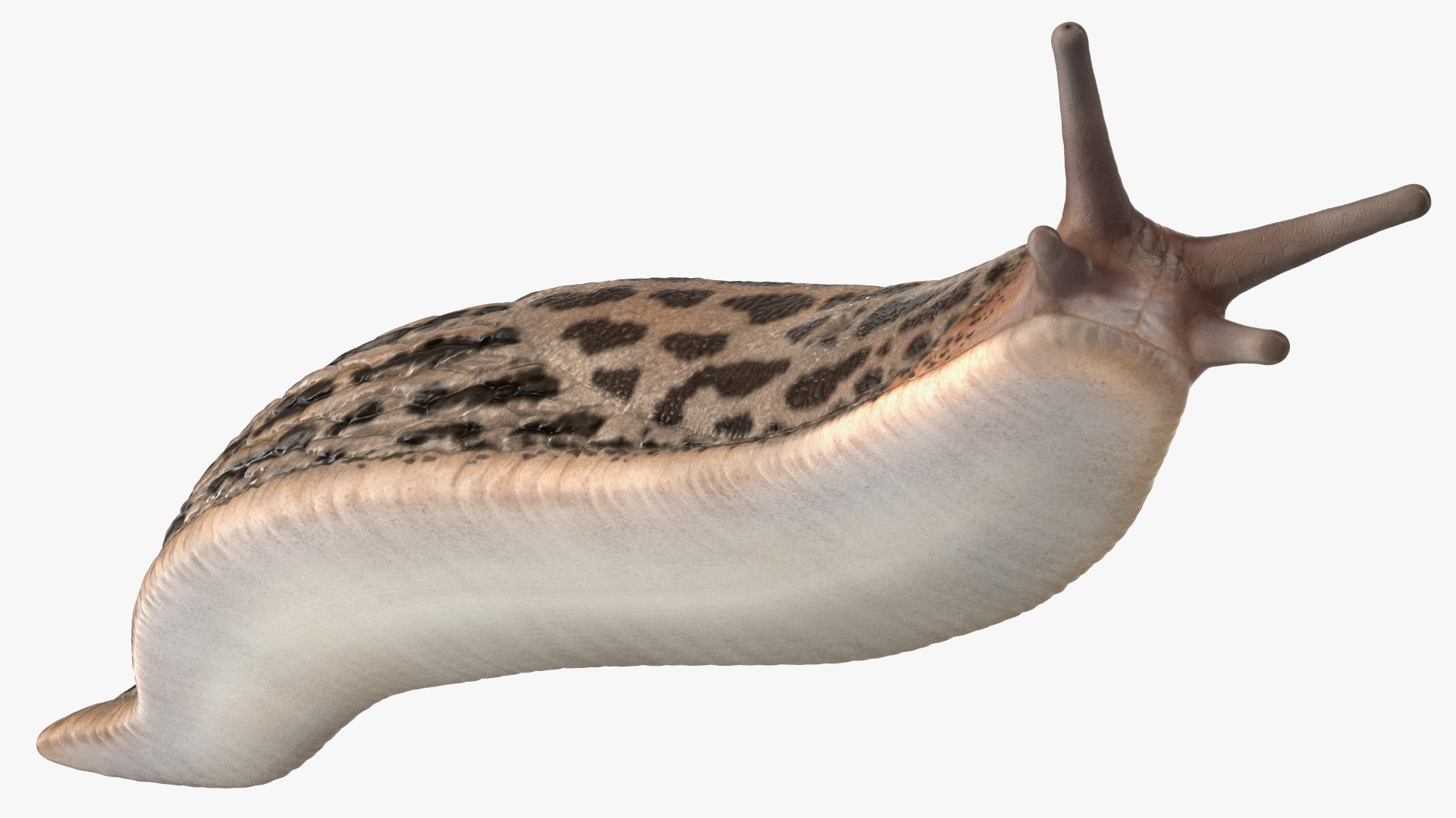 3D Great Grey Slug Lying