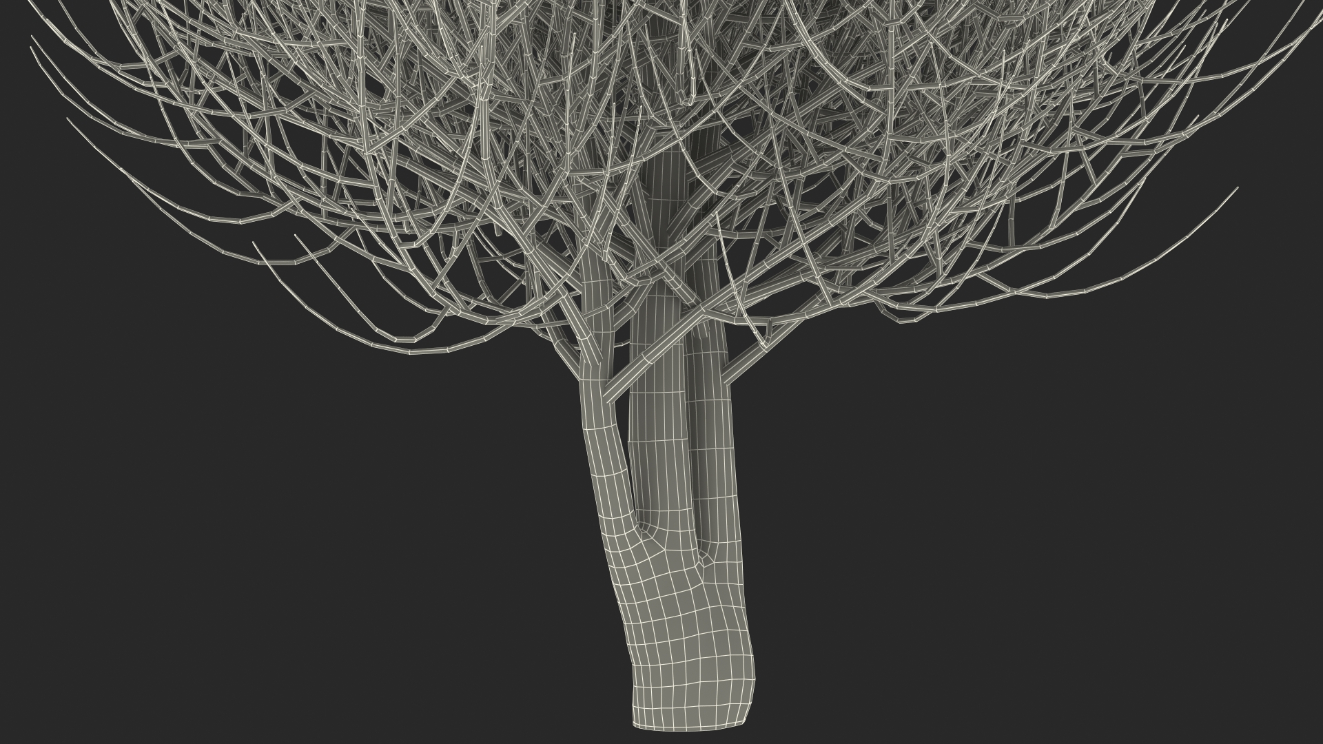 3D Laurel Bark Tree