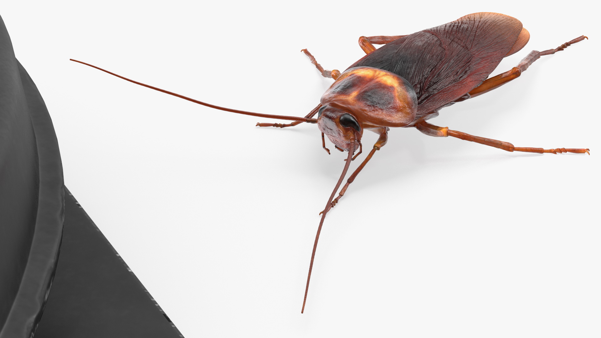 Bait Station With Cockroaches 3D model