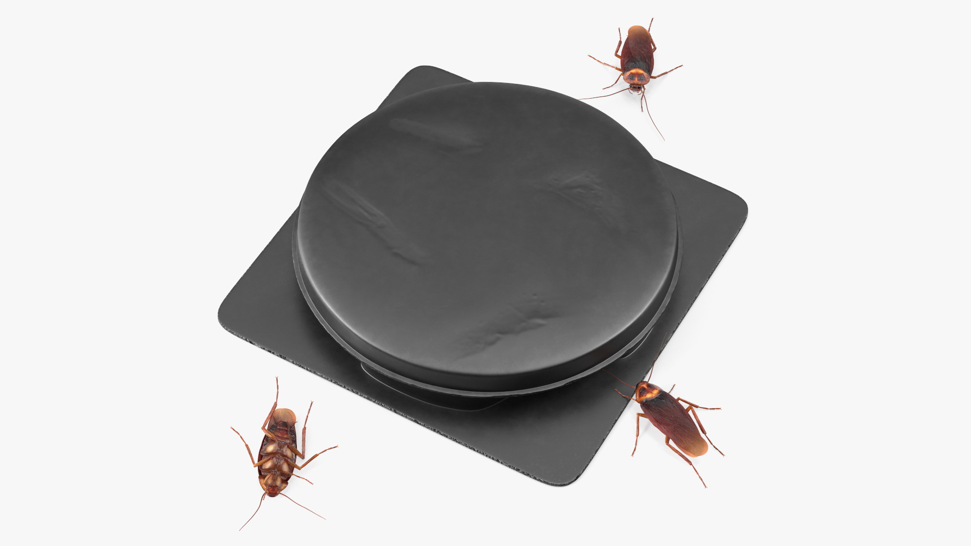 Bait Station With Cockroaches 3D model