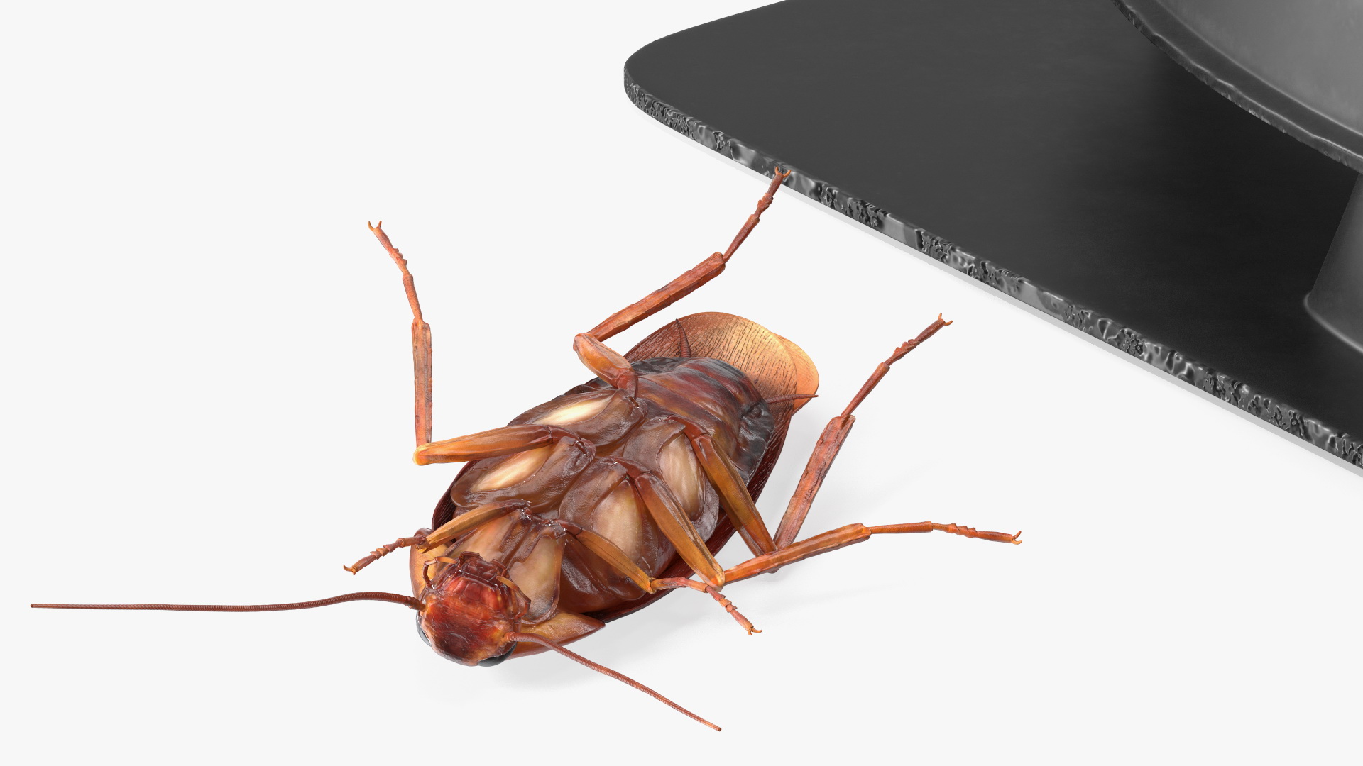 Bait Station With Cockroaches 3D model