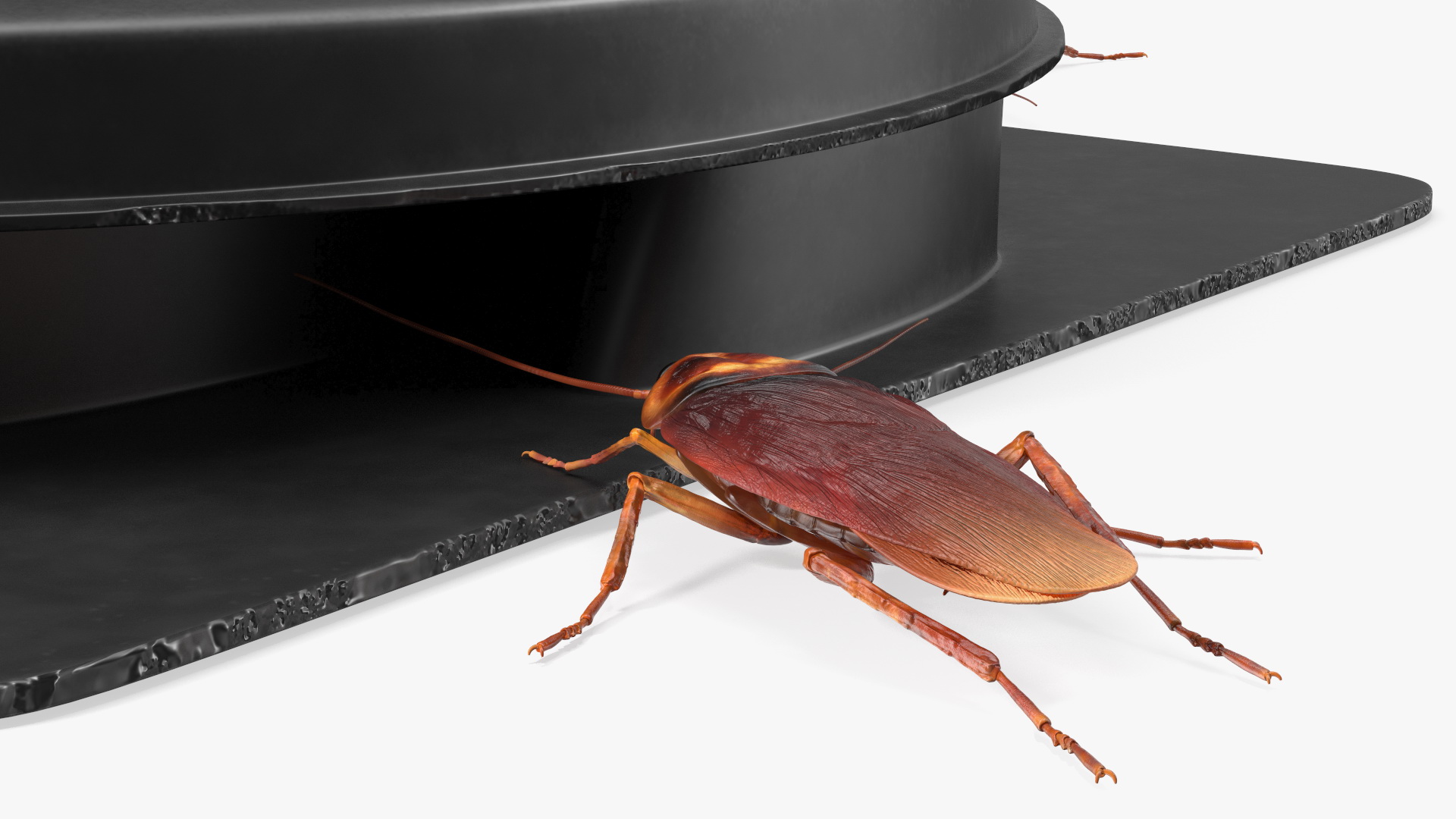 Bait Station With Cockroaches 3D model