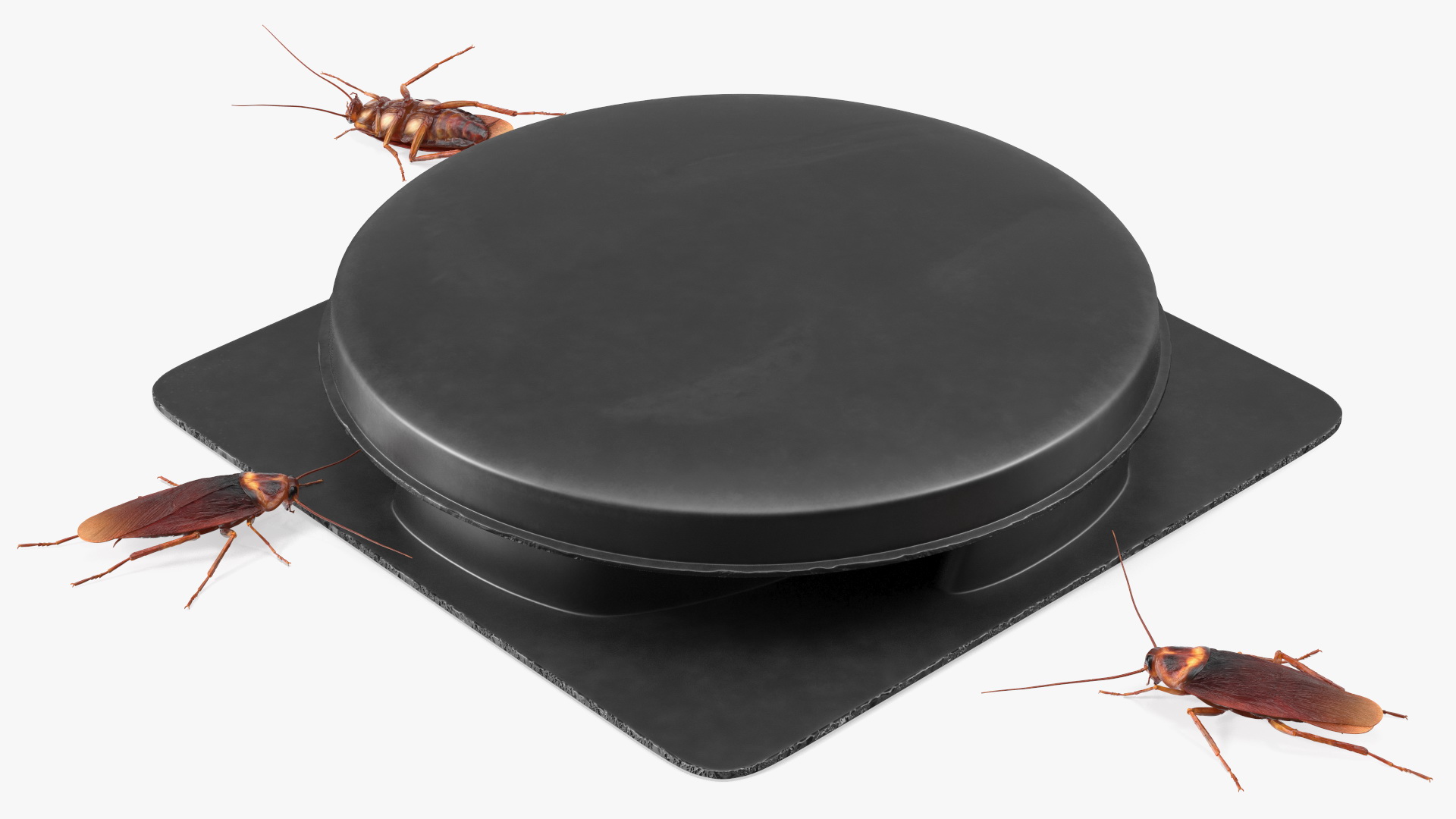 Bait Station With Cockroaches 3D model