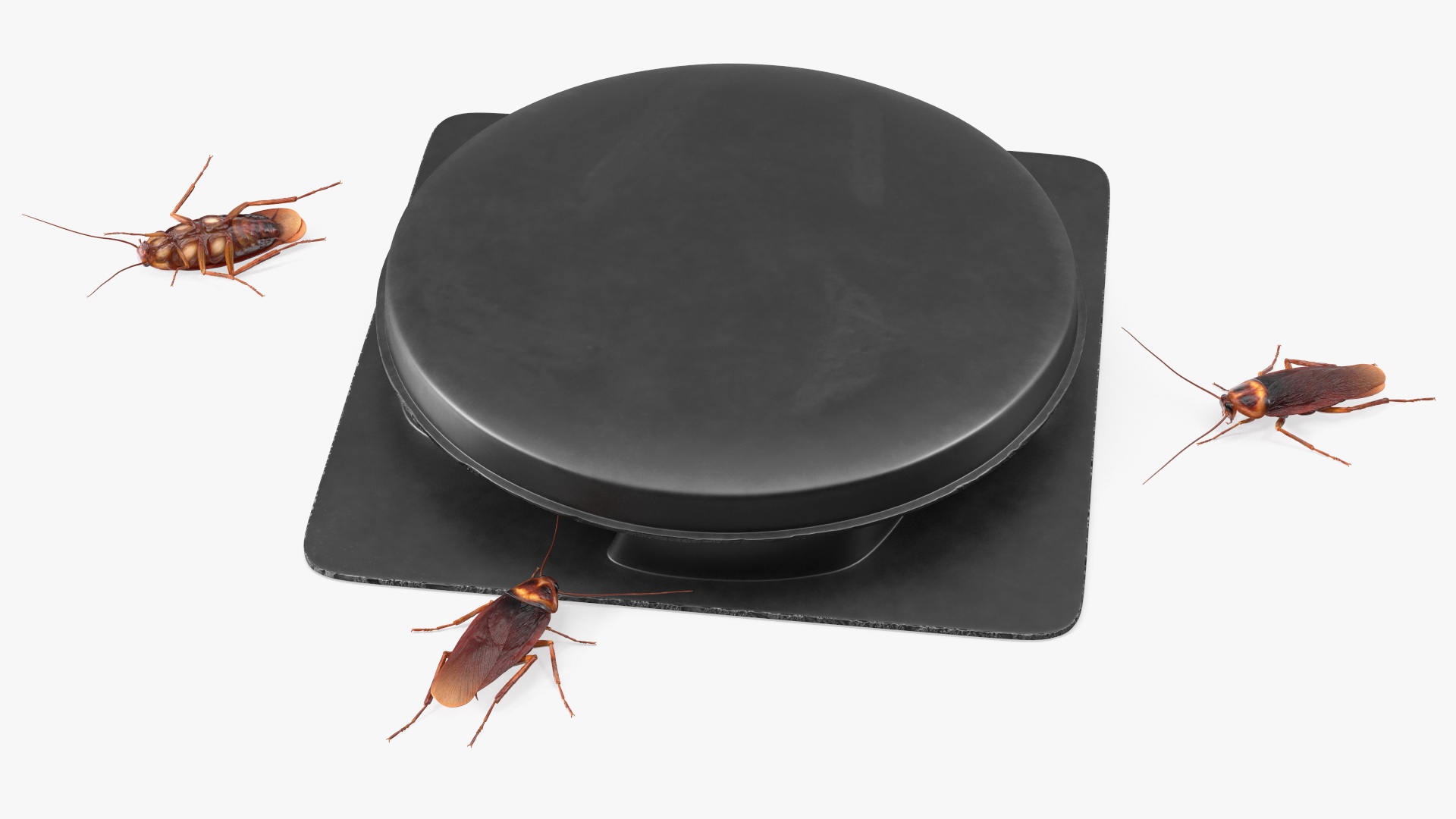 Bait Station With Cockroaches 3D model