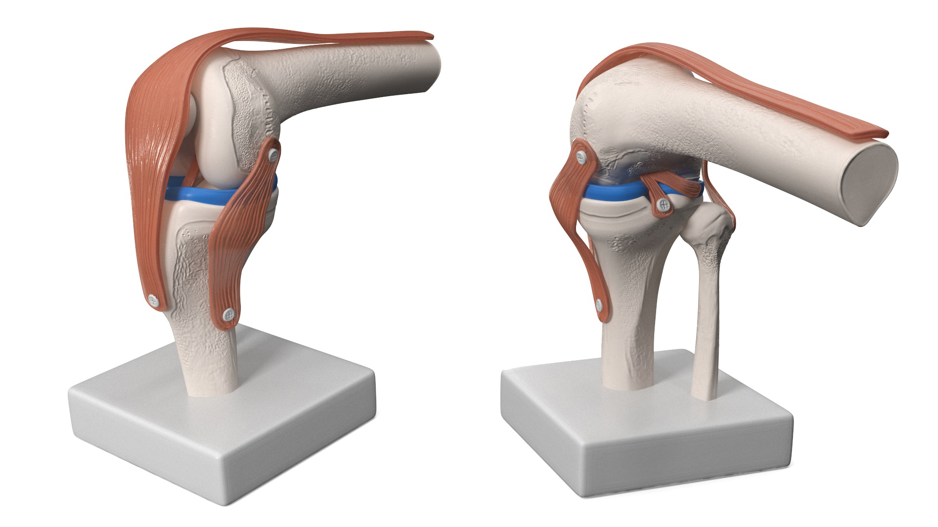 3D model Knee Joint Model in Flexed Position