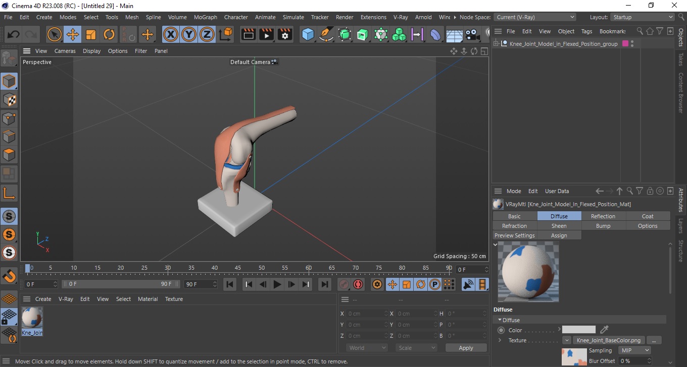 3D model Knee Joint Model in Flexed Position