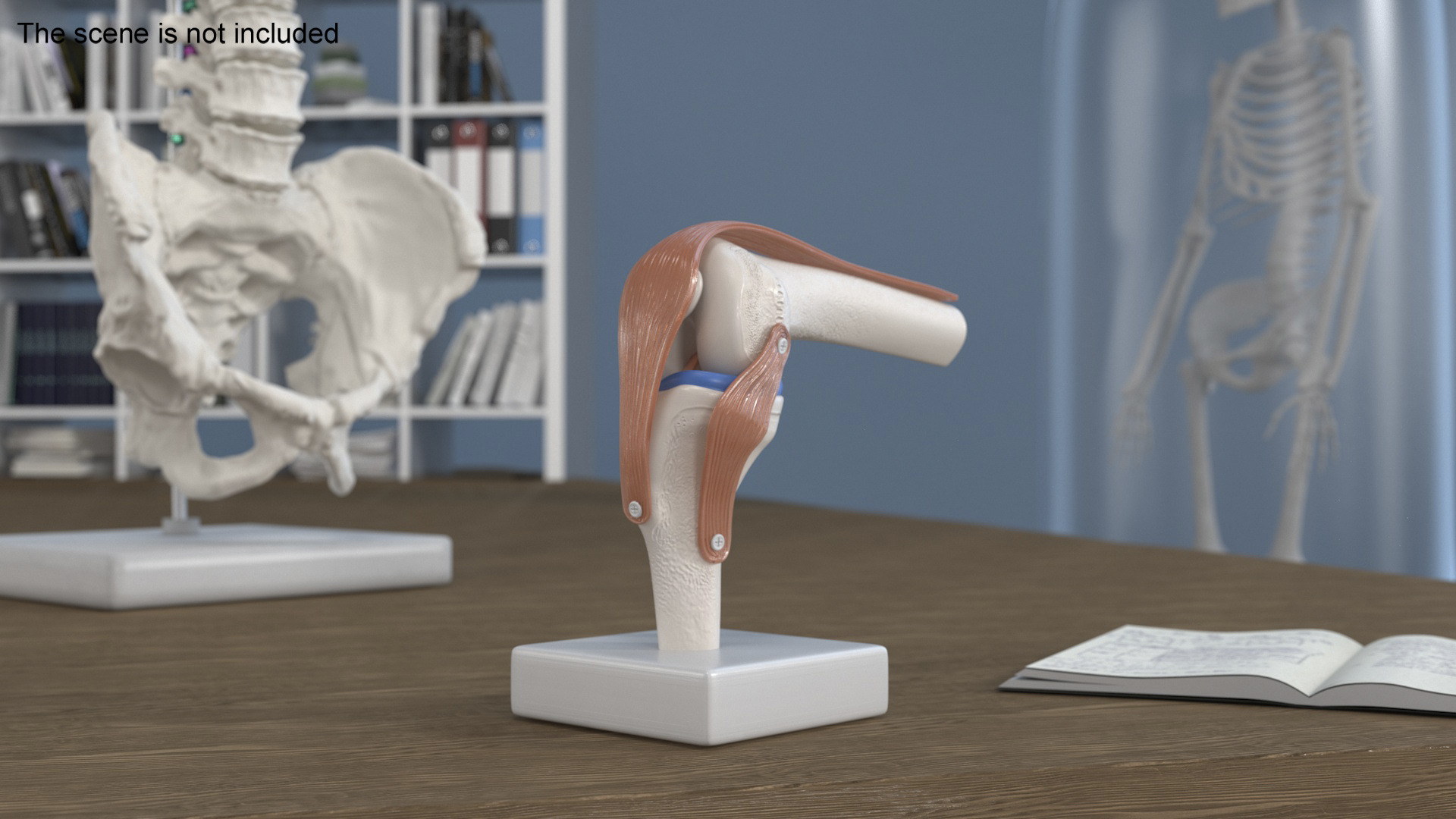 3D model Knee Joint Model in Flexed Position
