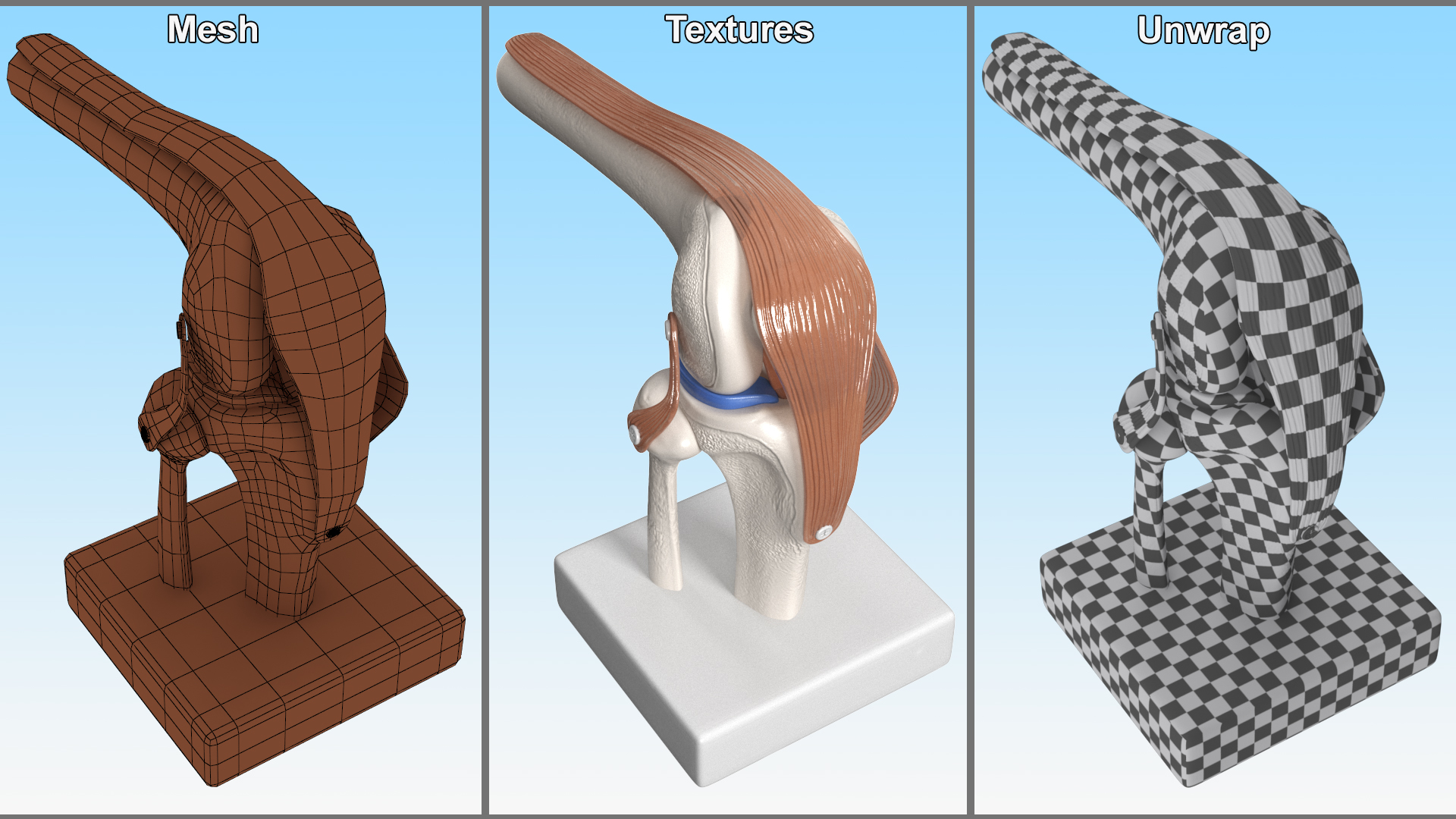 3D model Knee Joint Model in Flexed Position