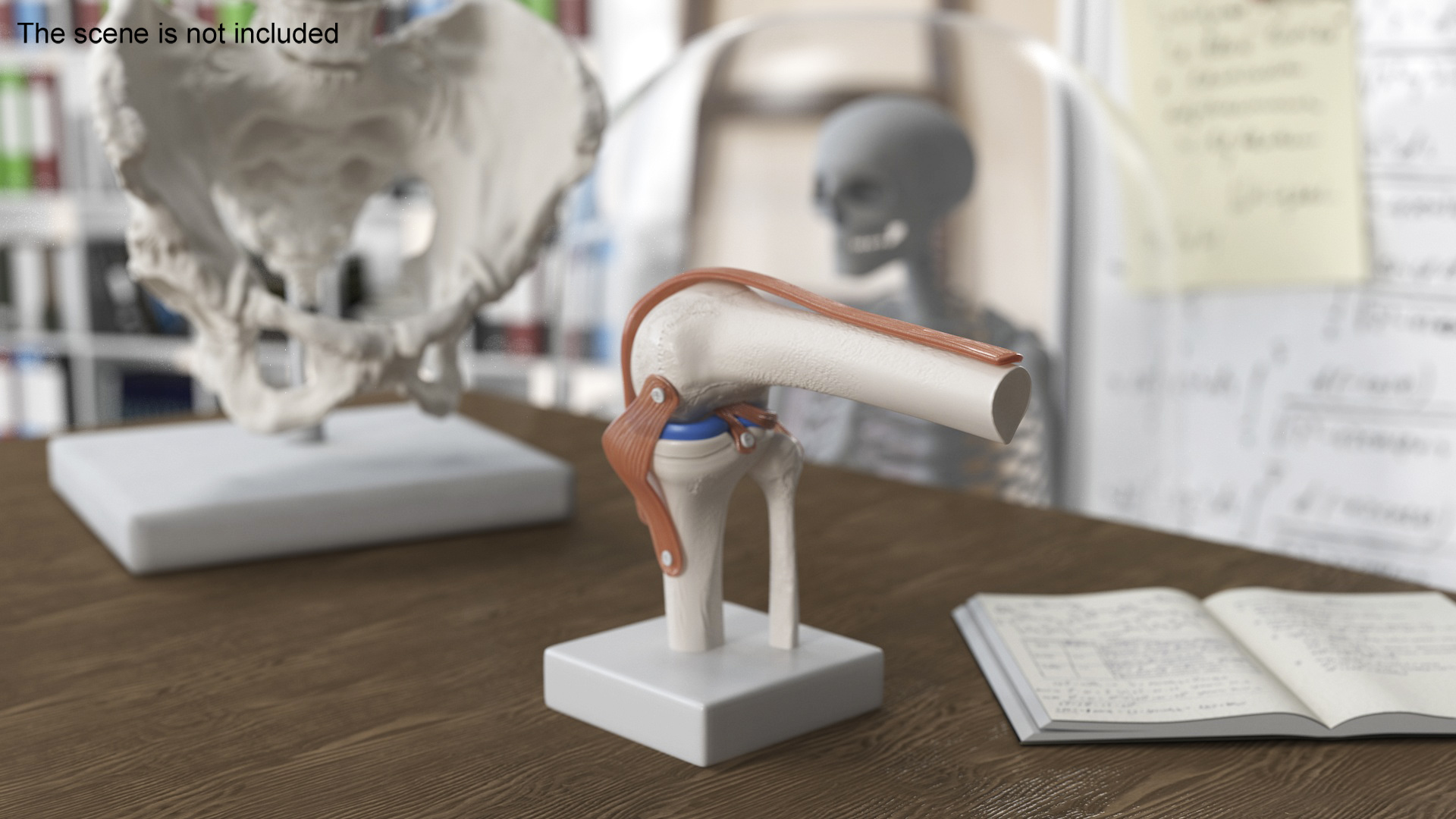 3D model Knee Joint Model in Flexed Position