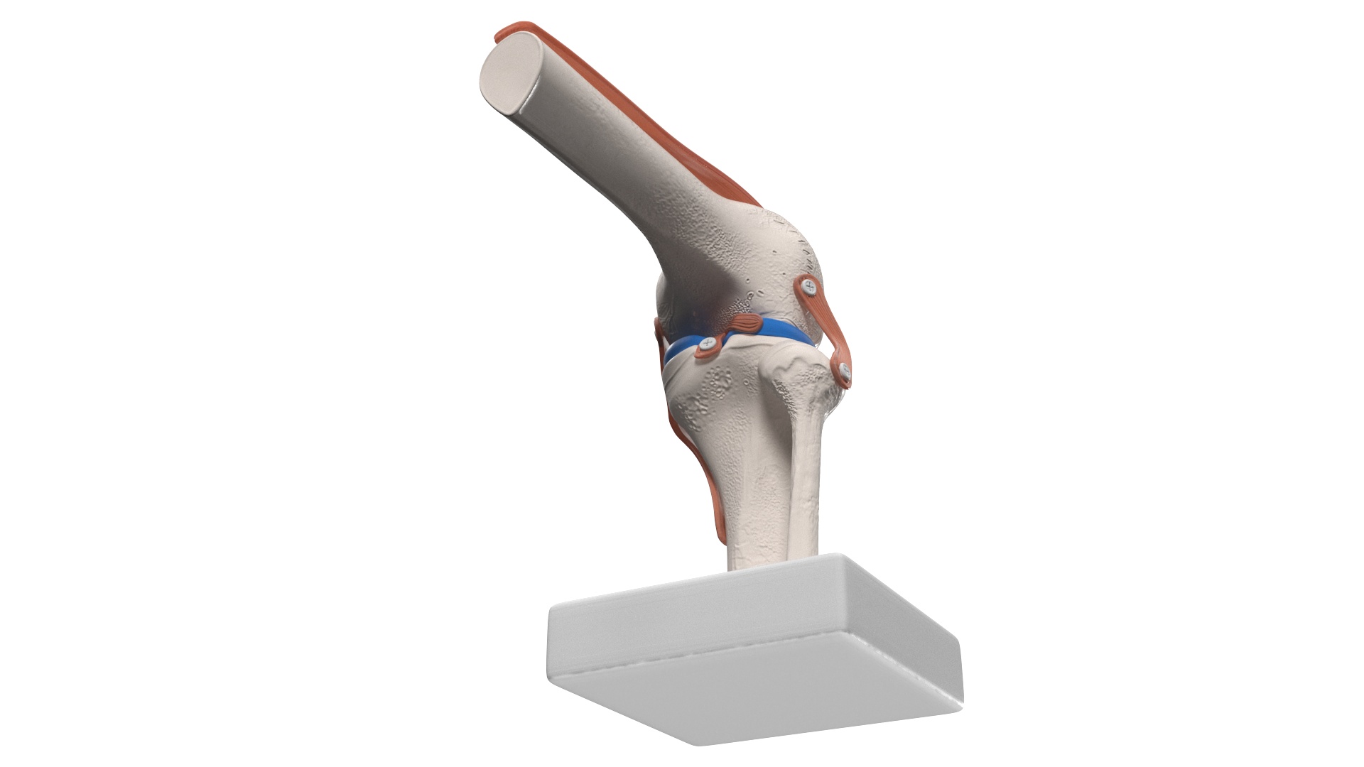3D model Knee Joint Model in Flexed Position