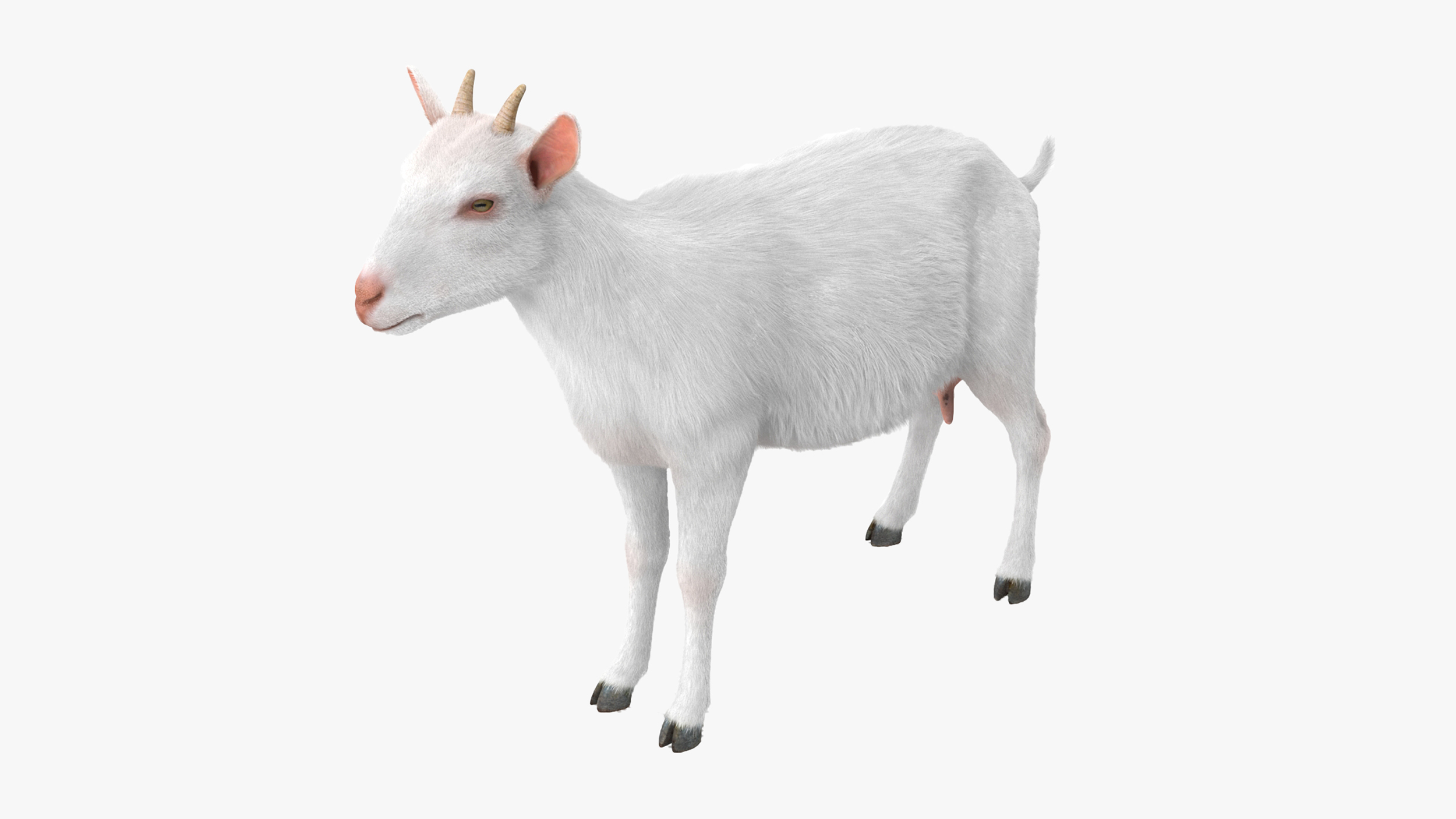 3D Goat Saanen Breed Rigged for Maya model