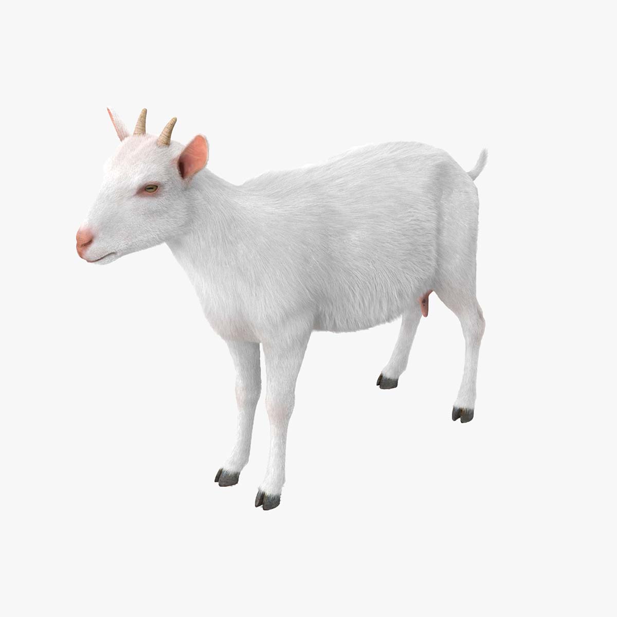 3D Goat Saanen Breed Rigged for Maya model