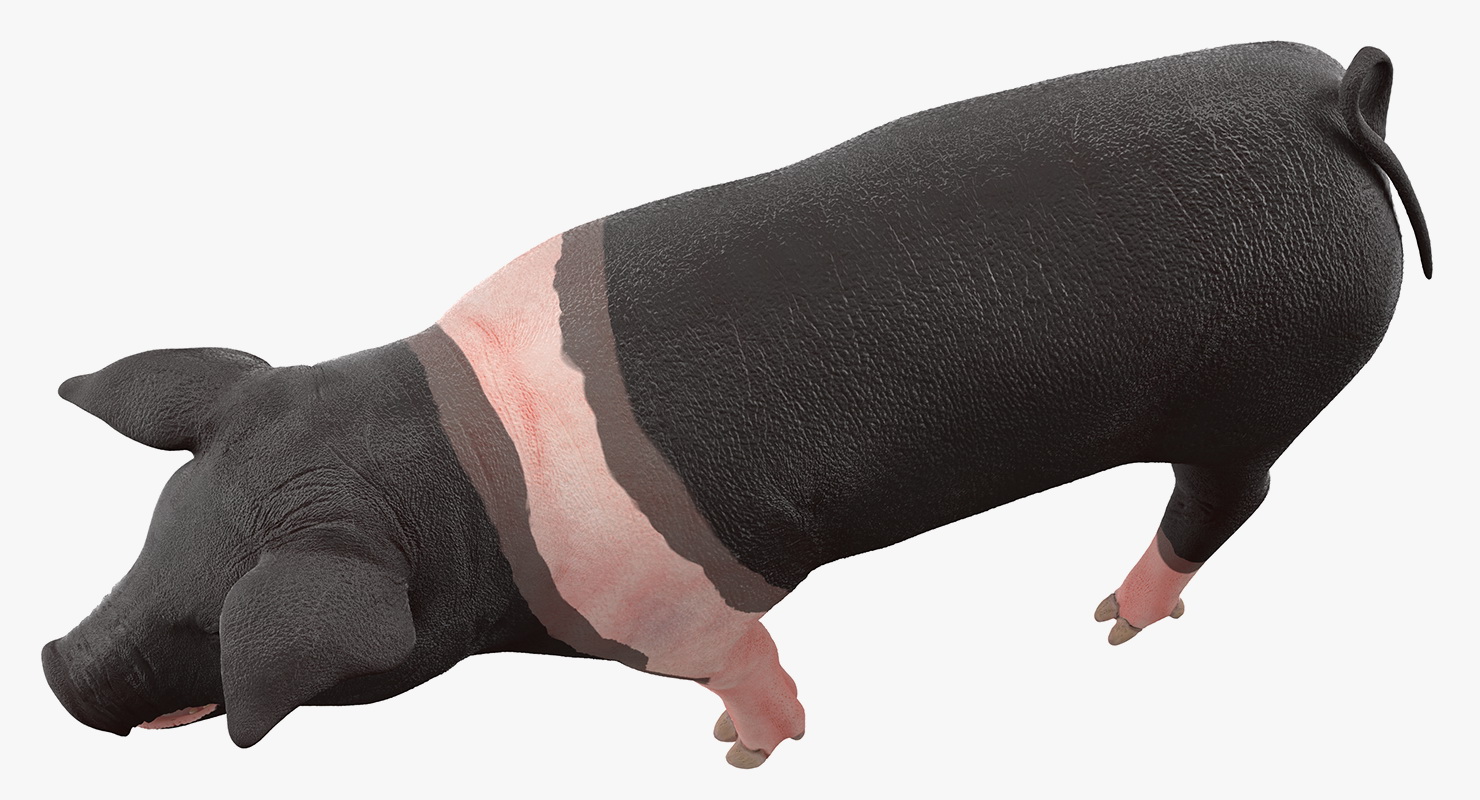 3D Hampshire Pig Piglet Walking Pose model