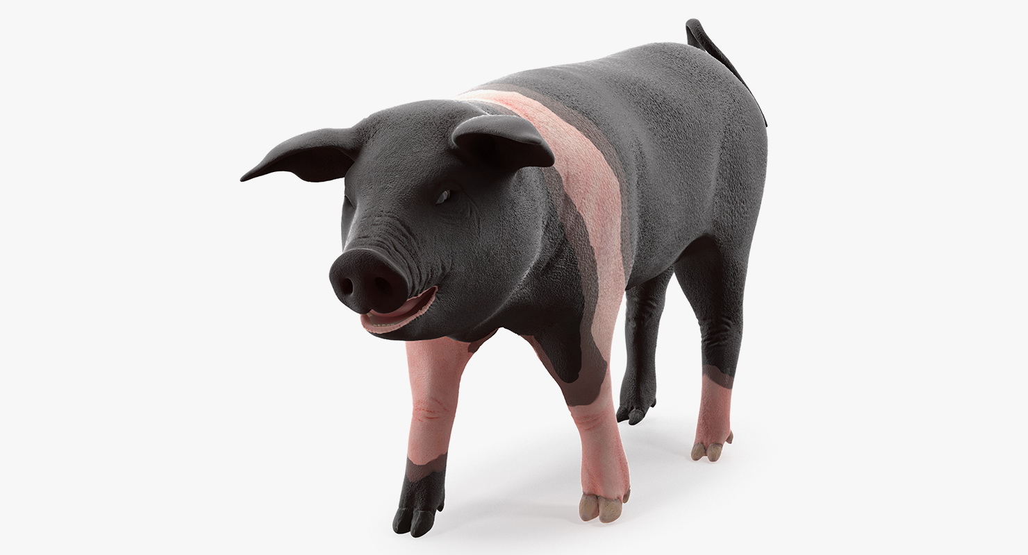 3D Hampshire Pig Piglet Walking Pose model