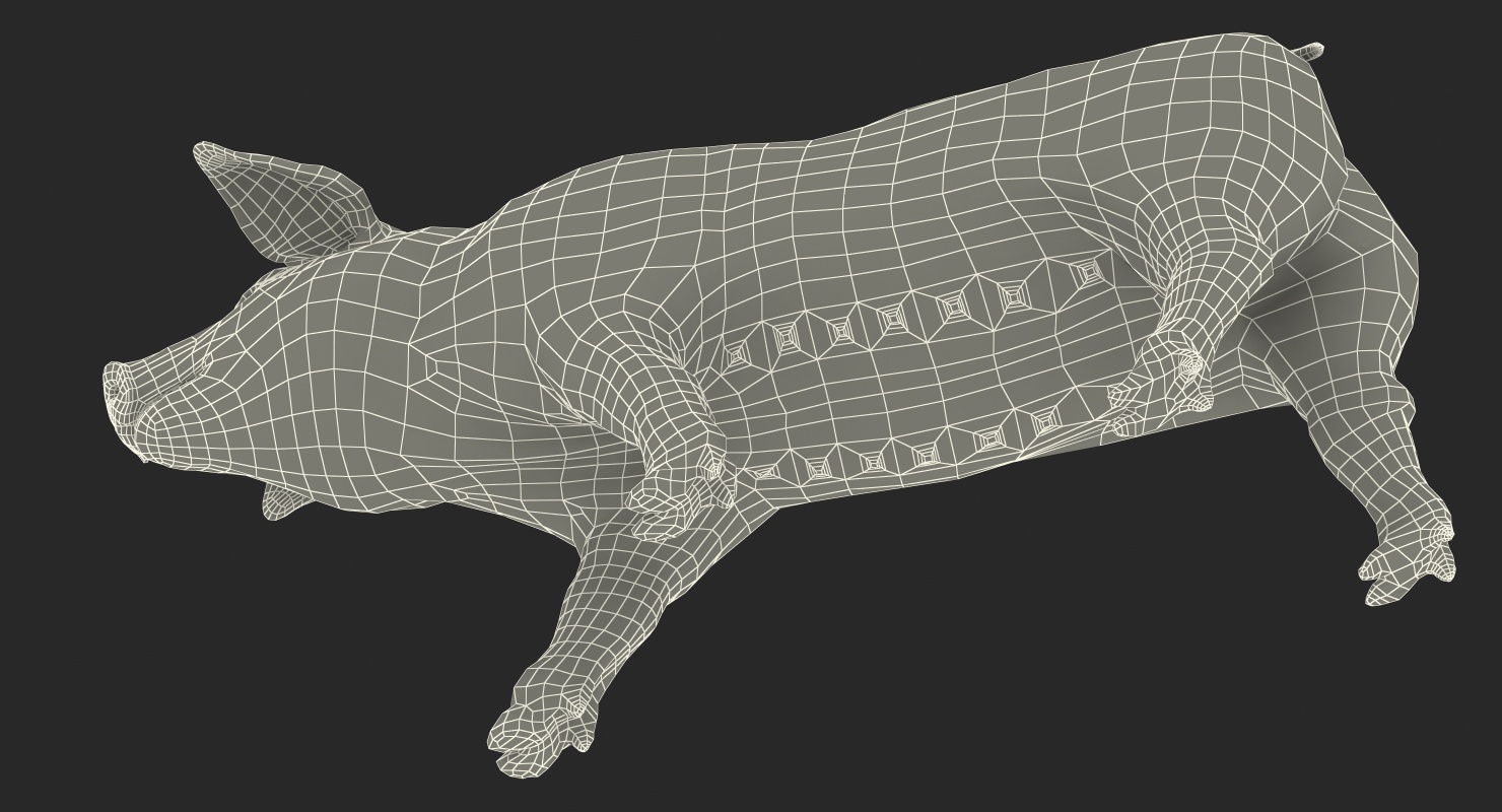 3D Hampshire Pig Piglet Walking Pose model