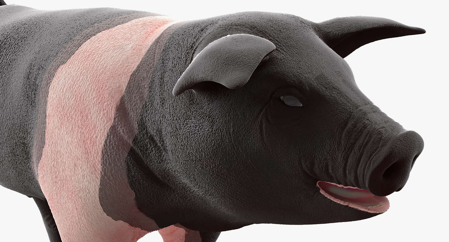 3D Hampshire Pig Piglet Walking Pose model
