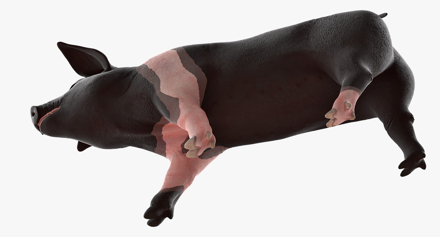 3D Hampshire Pig Piglet Walking Pose model