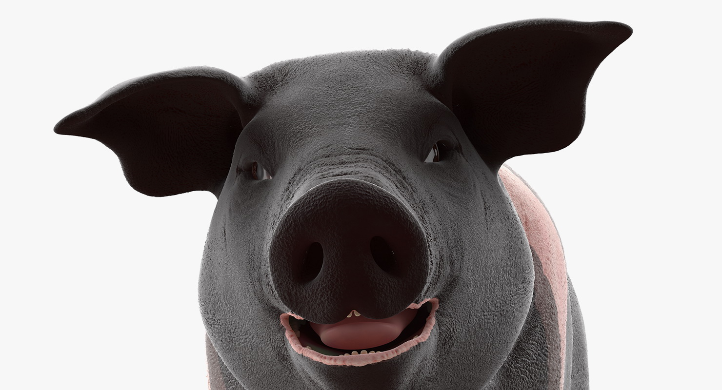 3D Hampshire Pig Piglet Walking Pose model
