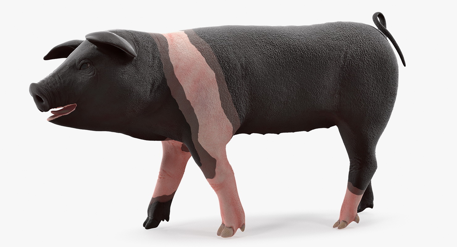 3D Hampshire Pig Piglet Walking Pose model