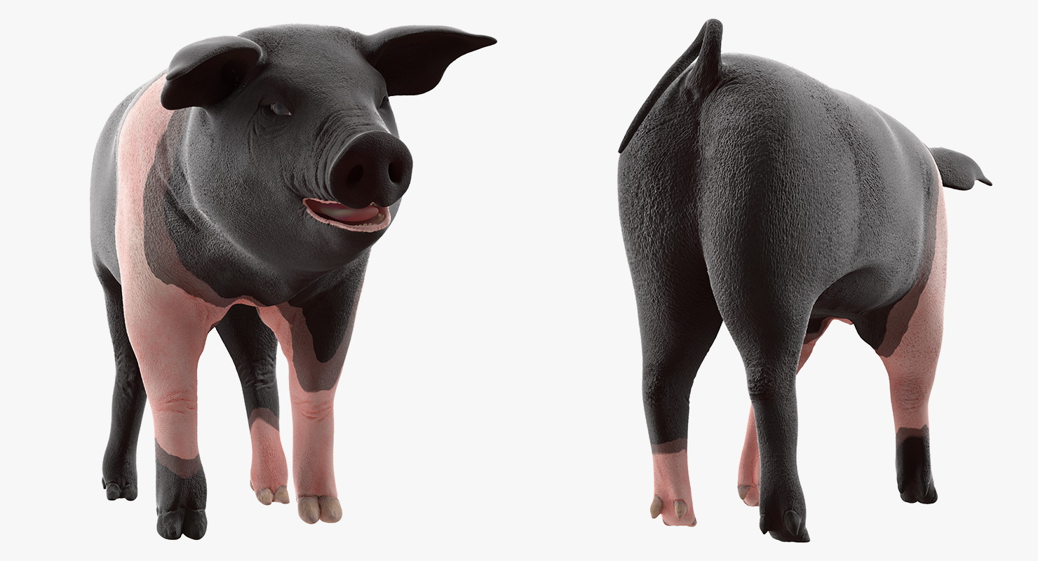 3D Hampshire Pig Piglet Walking Pose model