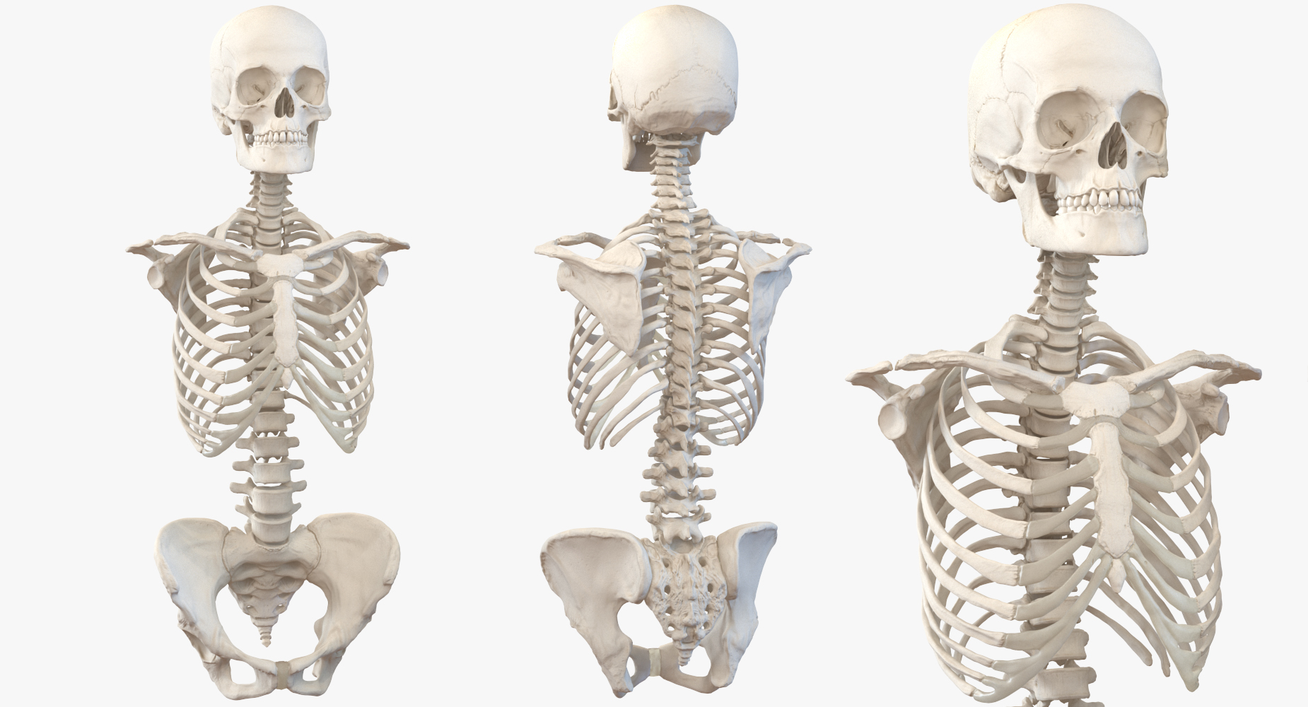 3D Human Female Torso Skeleton with Respiratory System