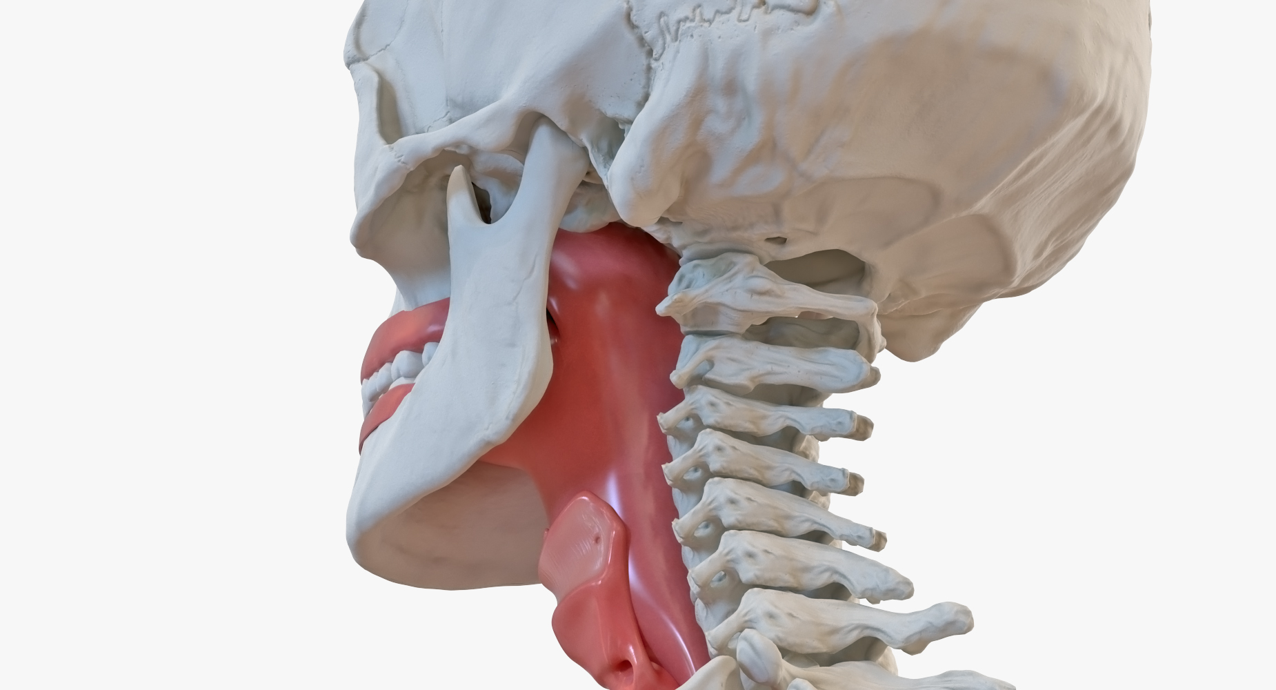 3D Human Female Torso Skeleton with Respiratory System