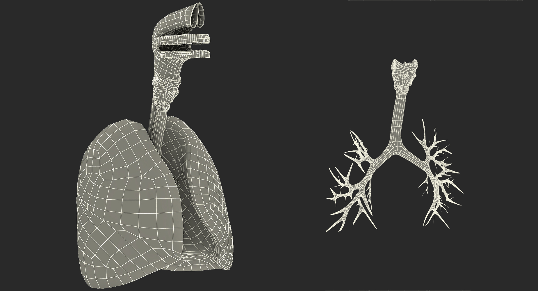 3D Human Female Torso Skeleton with Respiratory System