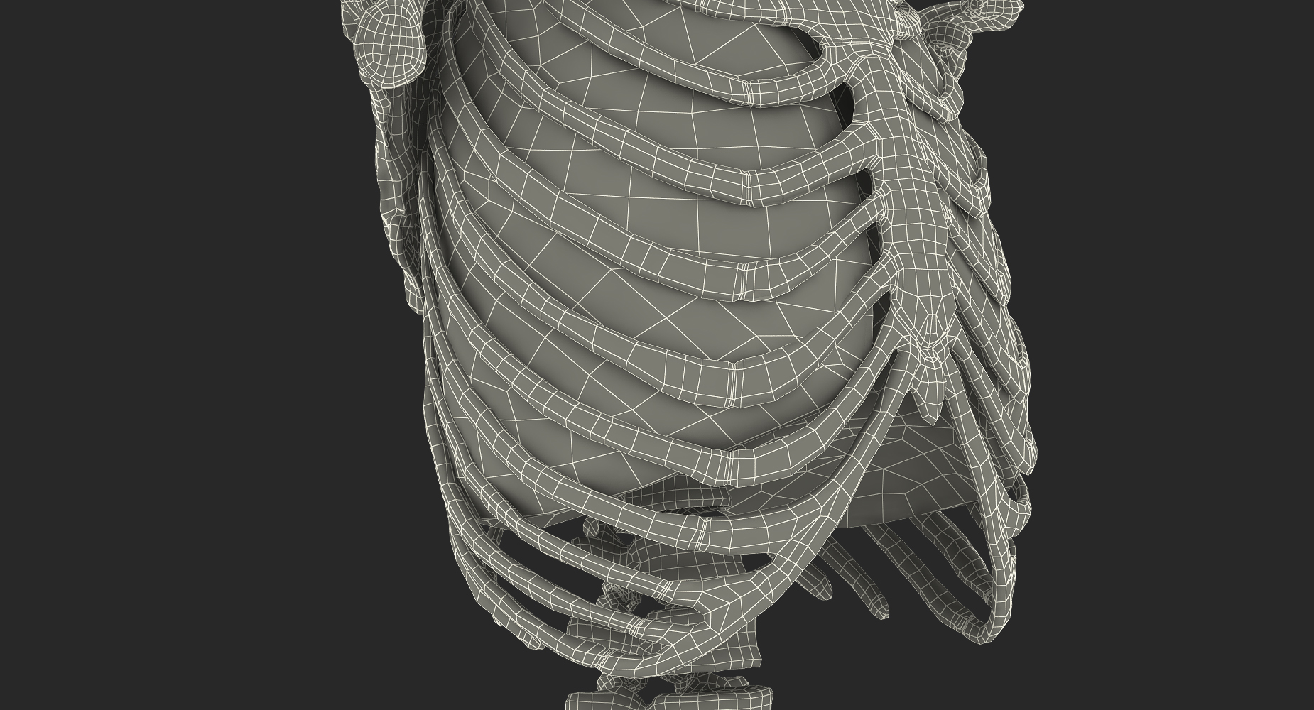 3D Human Female Torso Skeleton with Respiratory System