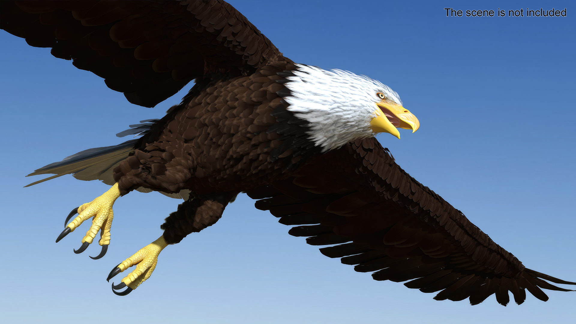 Realistic Bald Eagle Rigged 3D