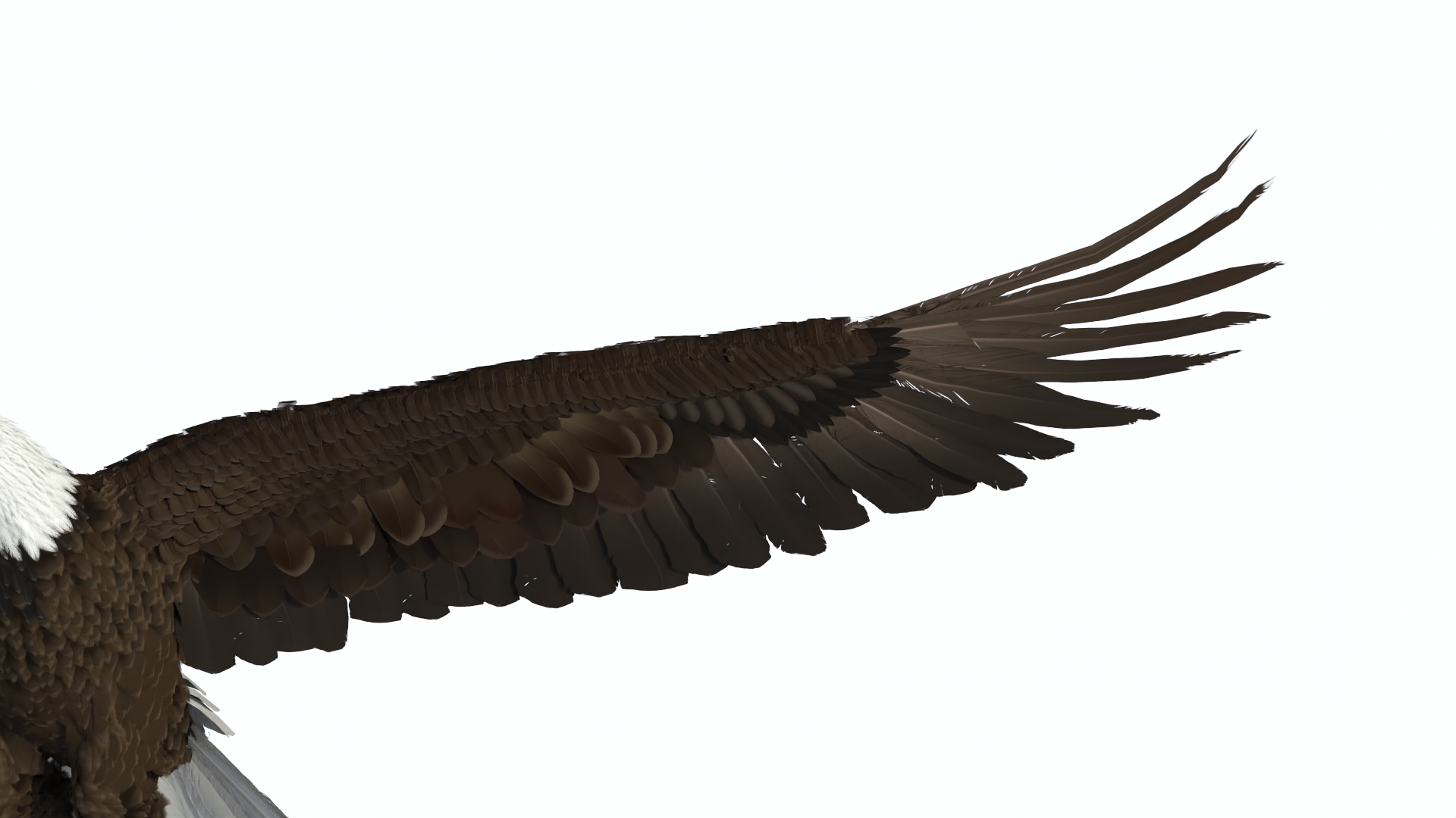 Realistic Bald Eagle Rigged 3D