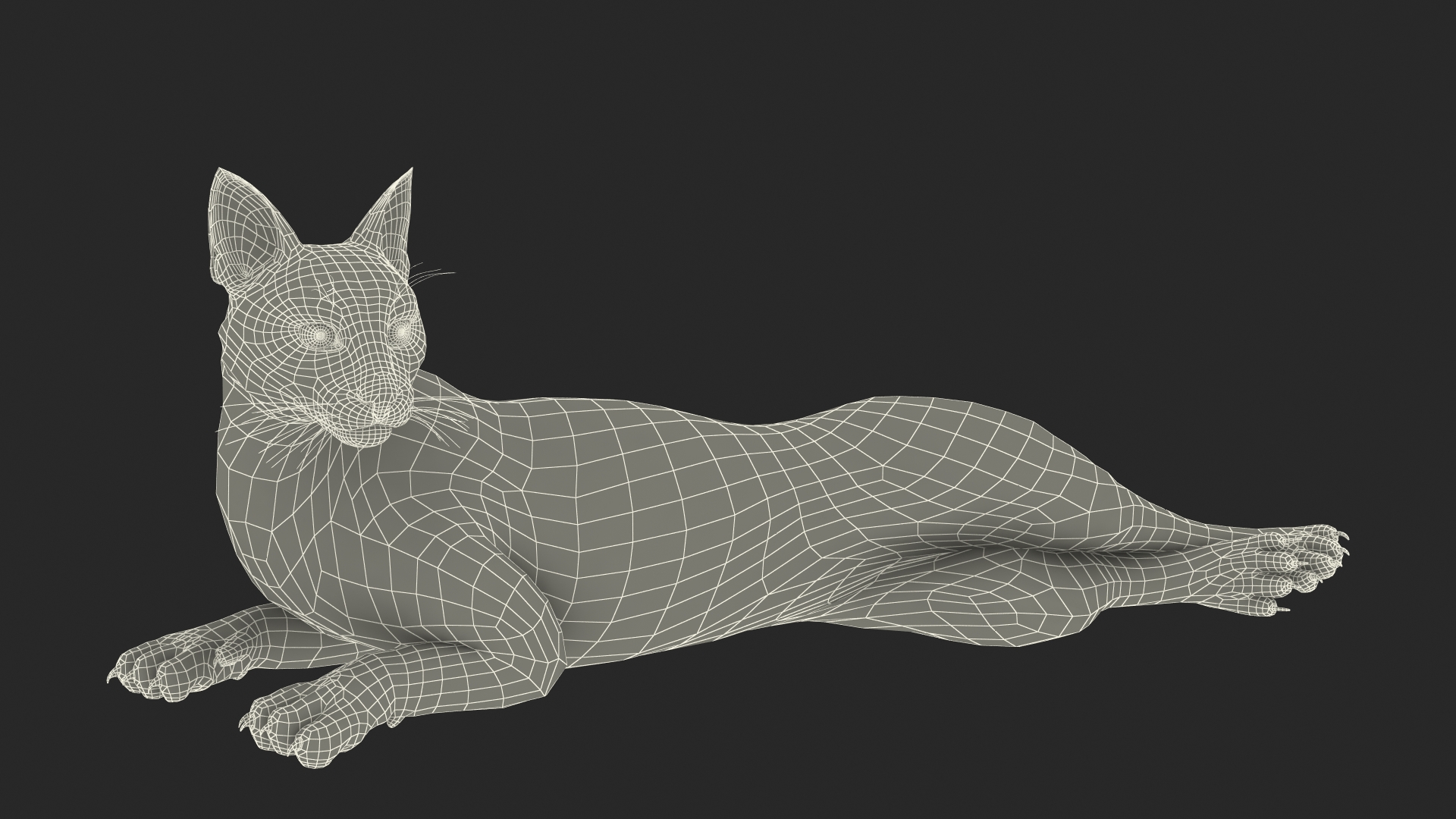 Caracal Cat Resting 3D model