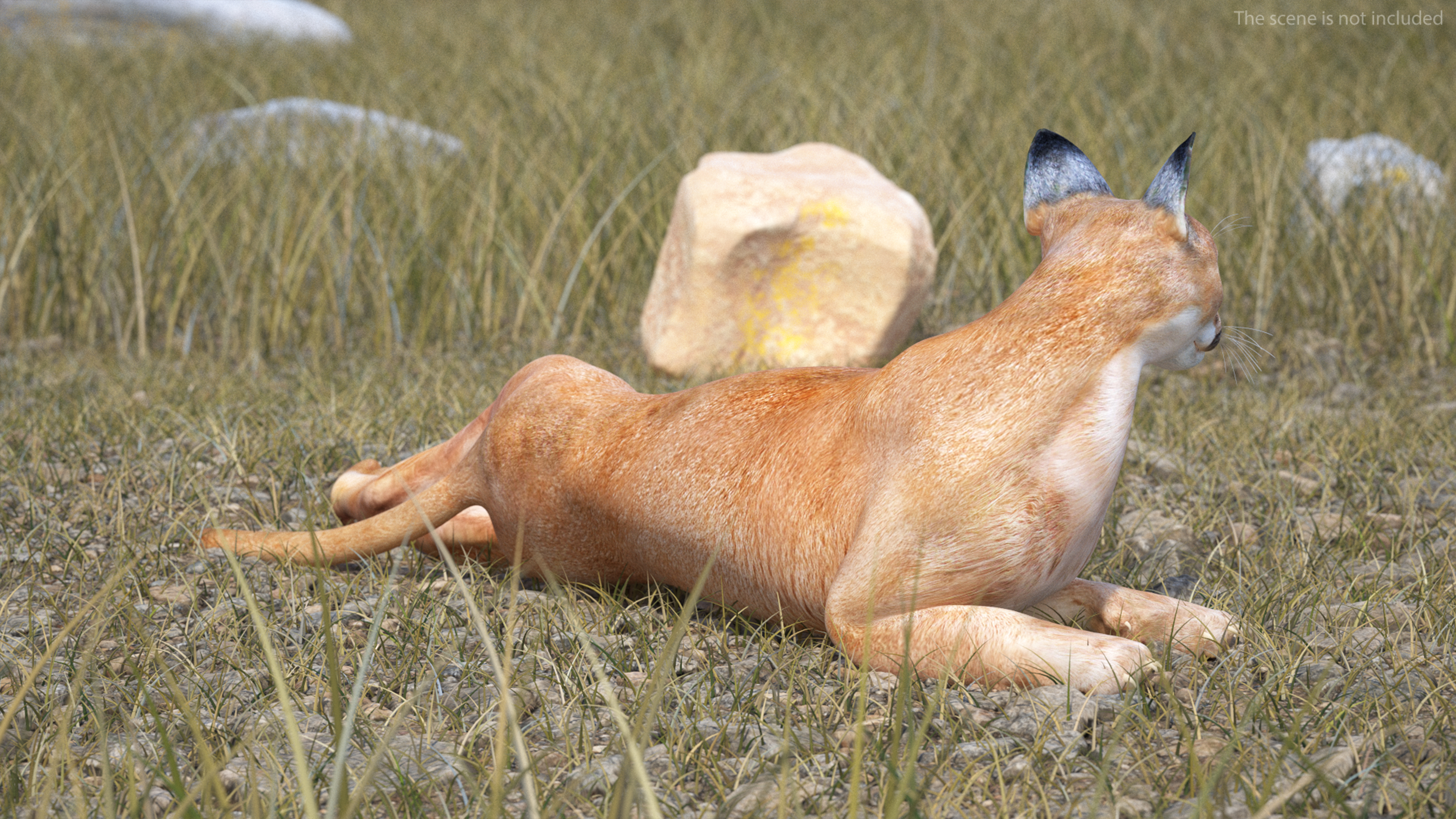Caracal Cat Resting 3D model