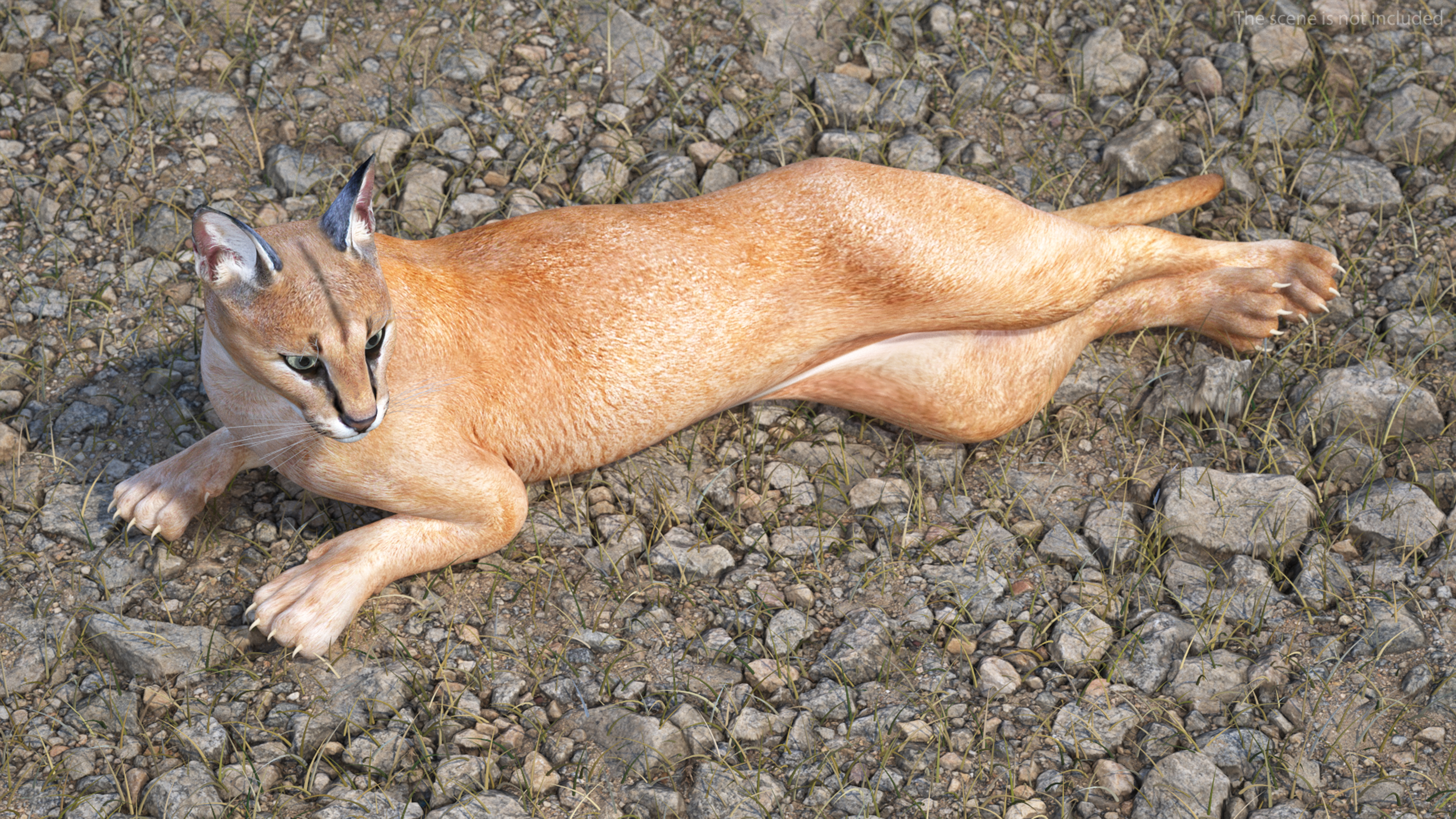 Caracal Cat Resting 3D model