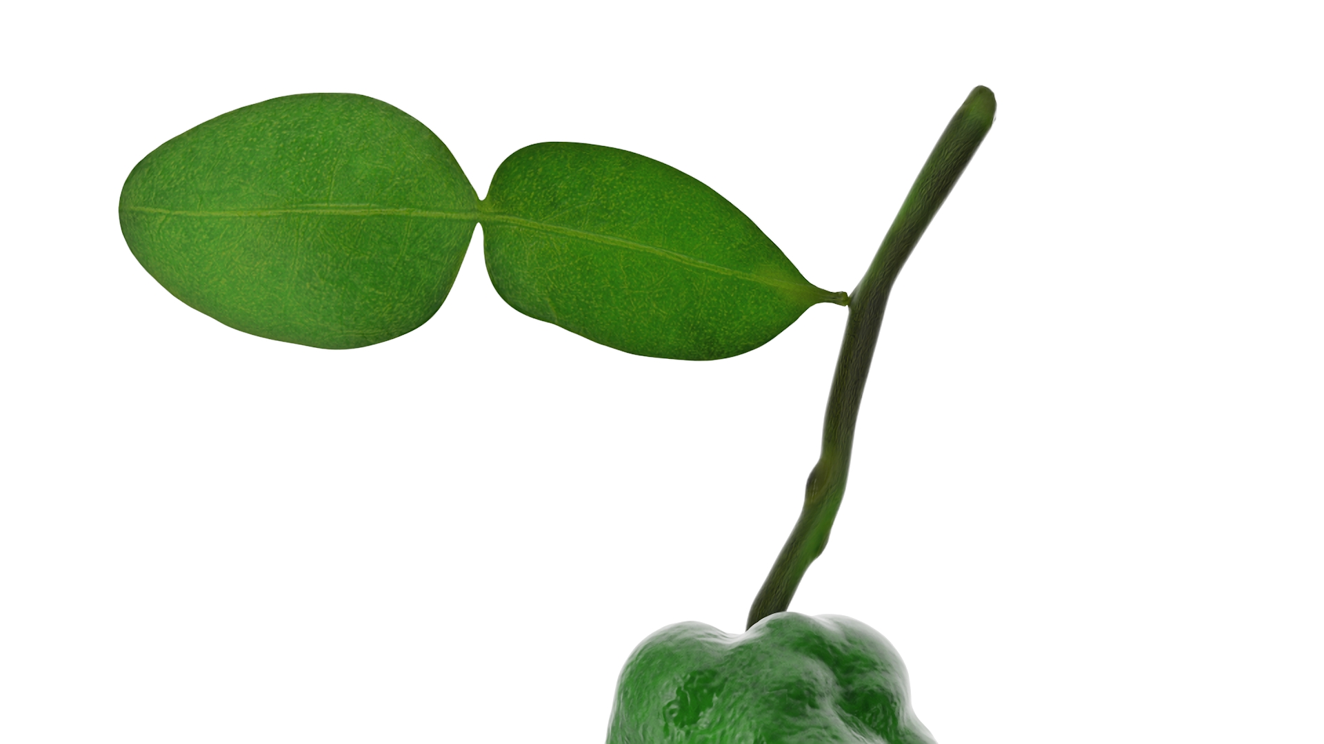 Bergamot Fruit with Leaf 3D model