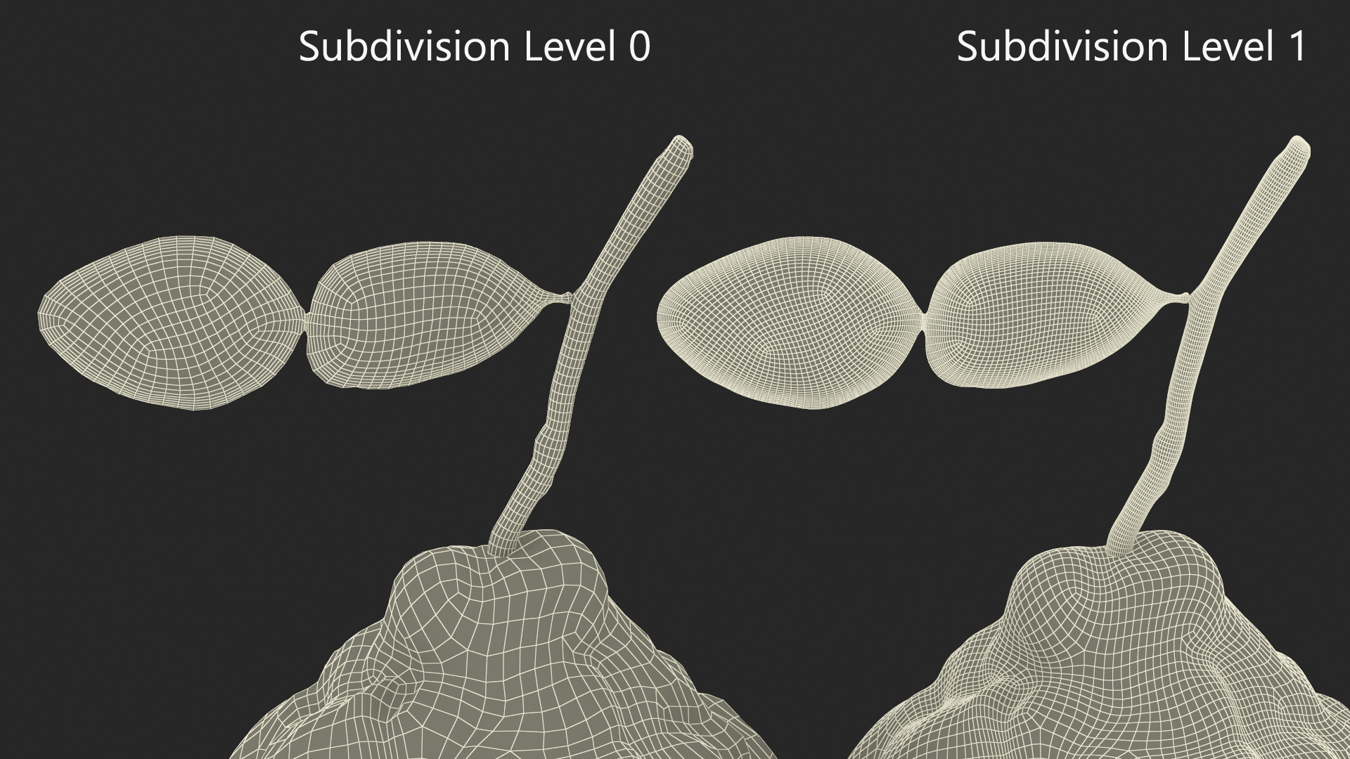 Bergamot Fruit with Leaf 3D model