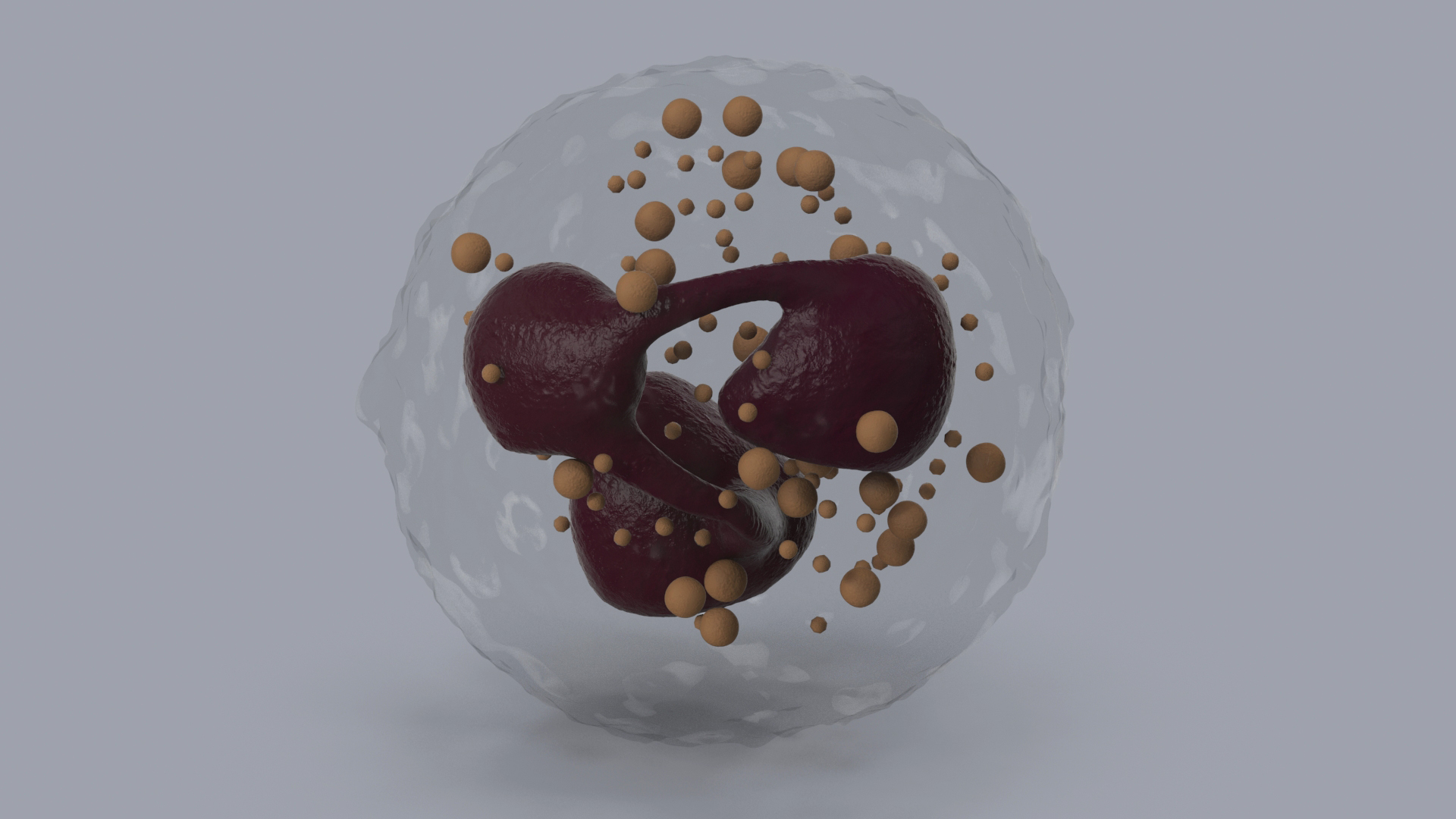 3D Neutrophil Blood Cell