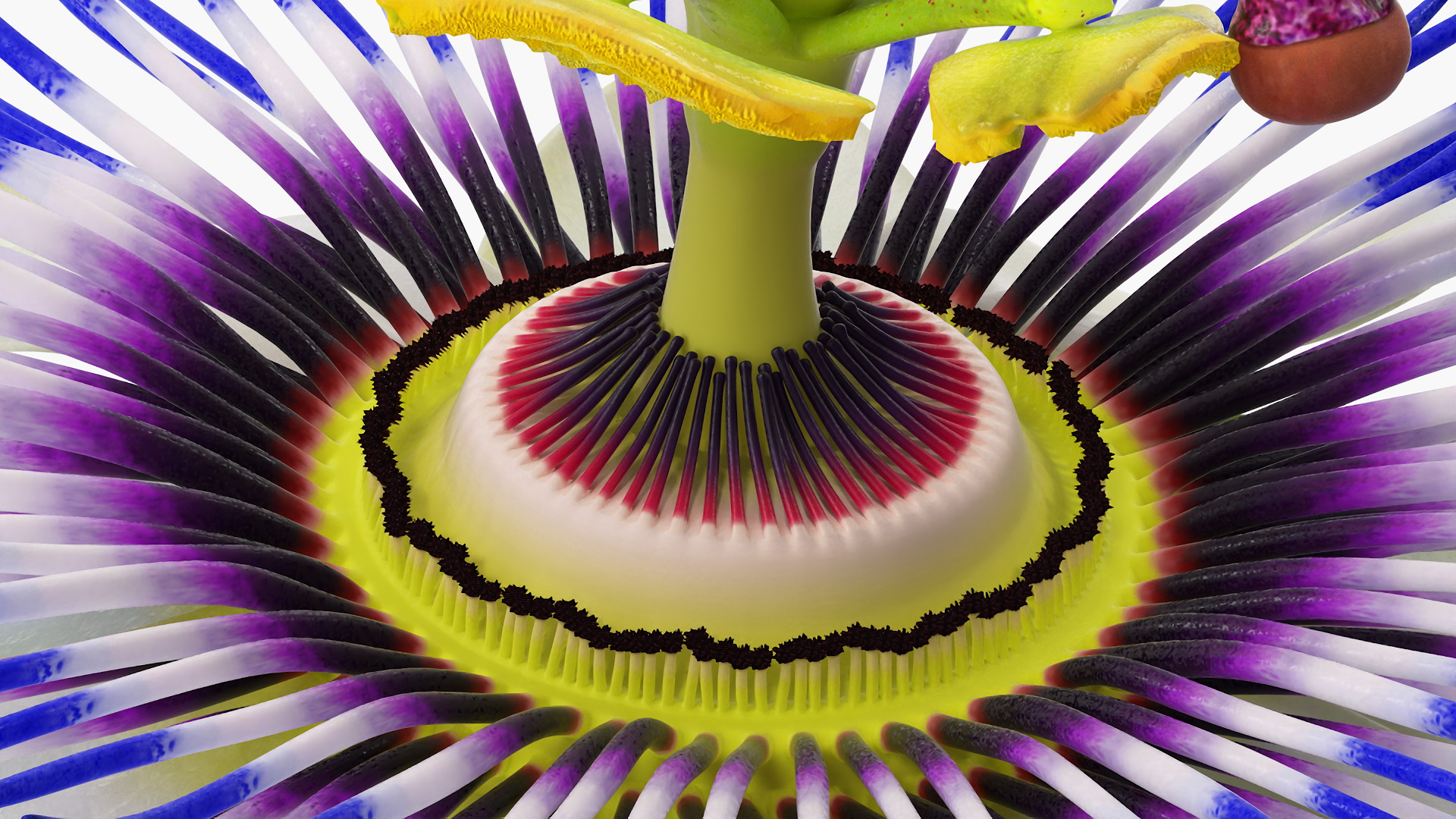 Passion Flower 3D model
