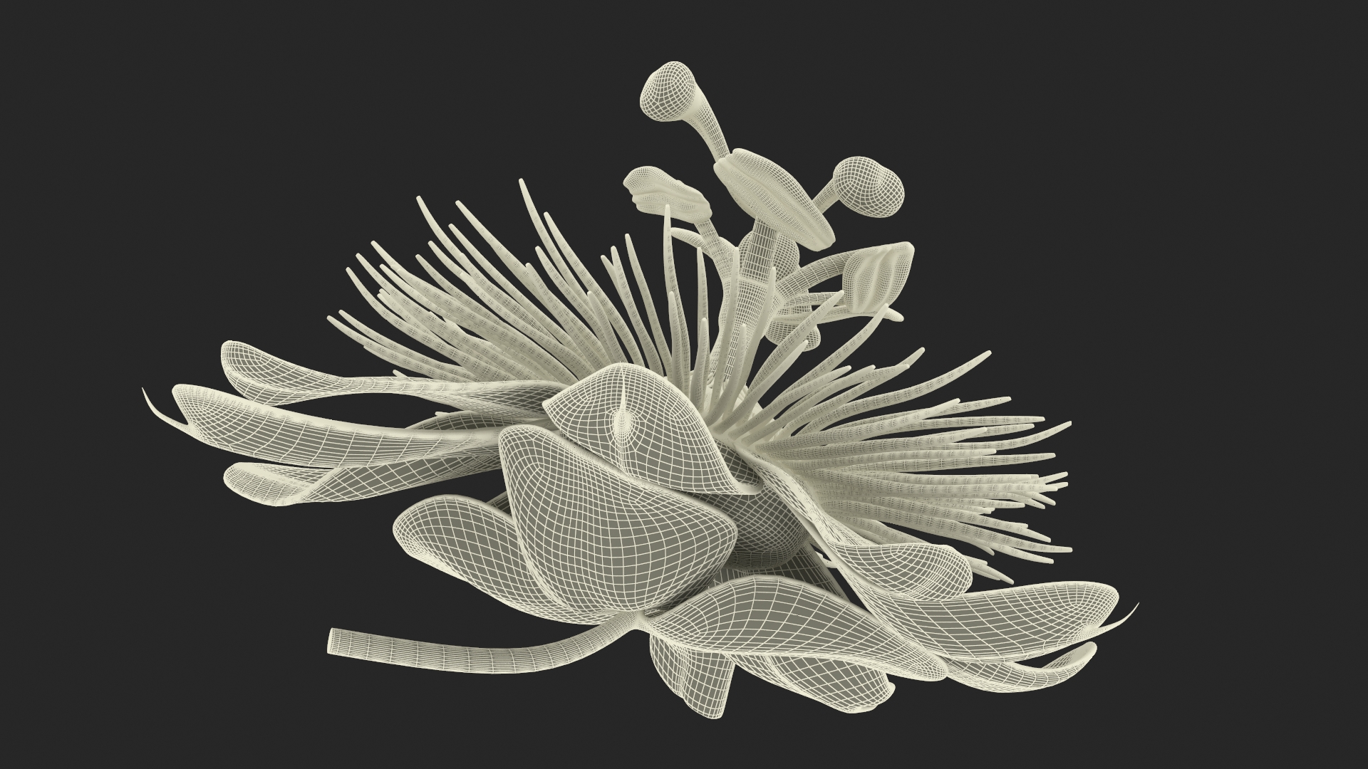 Passion Flower 3D model