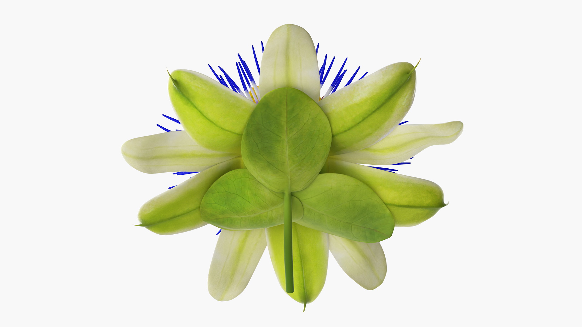 Passion Flower 3D model