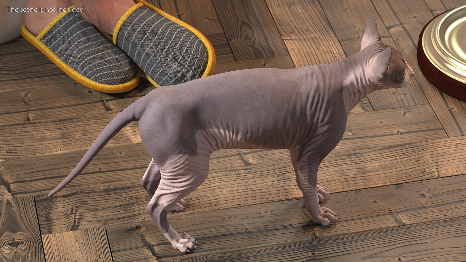 3D Sphynx Cat with Heterochromia Rigged